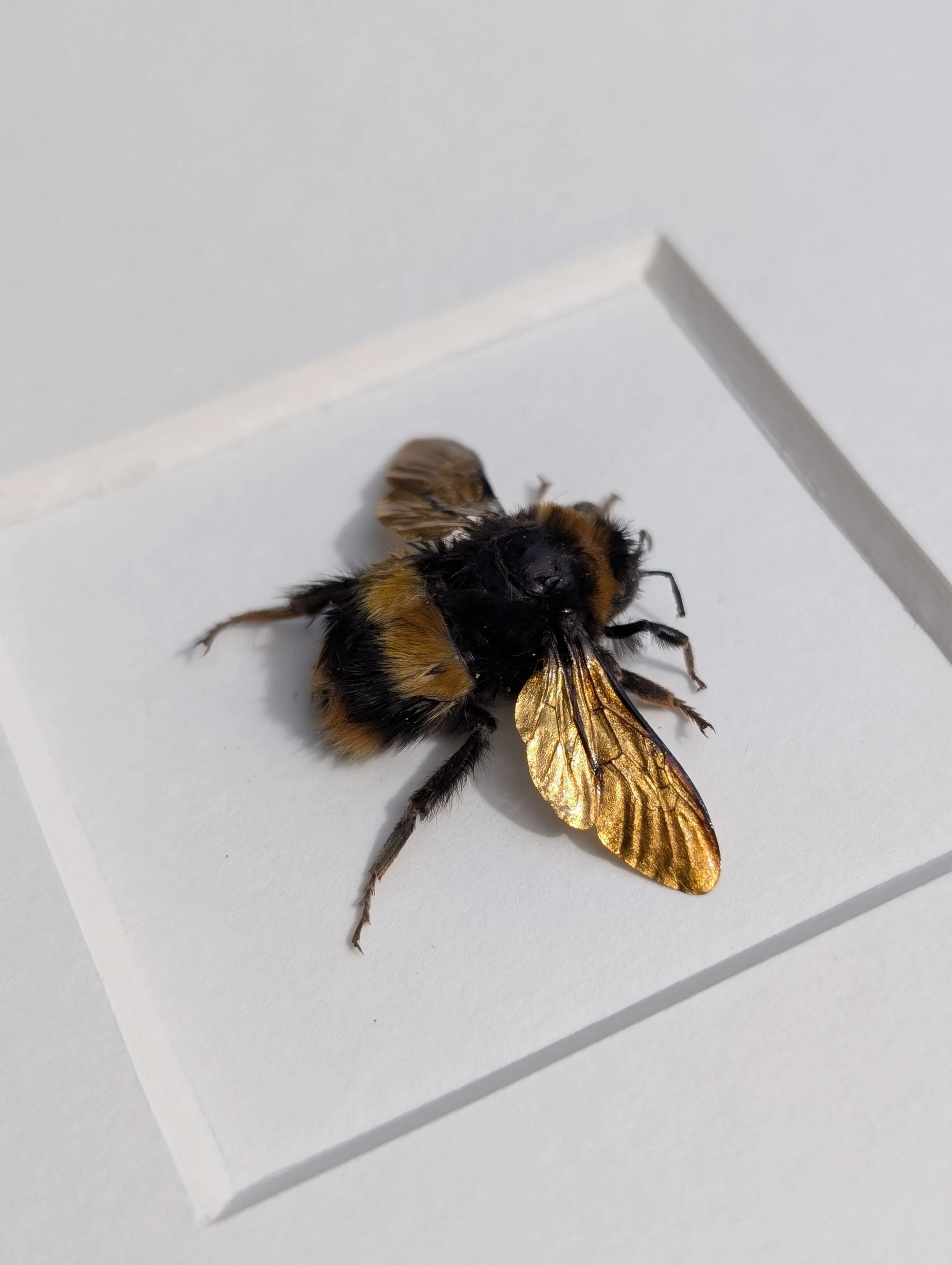 'Primrose' - 23.5ct Deep Gold Queen Buff Tailed Bumblebee Gilded Wings (Bombus terrestris)