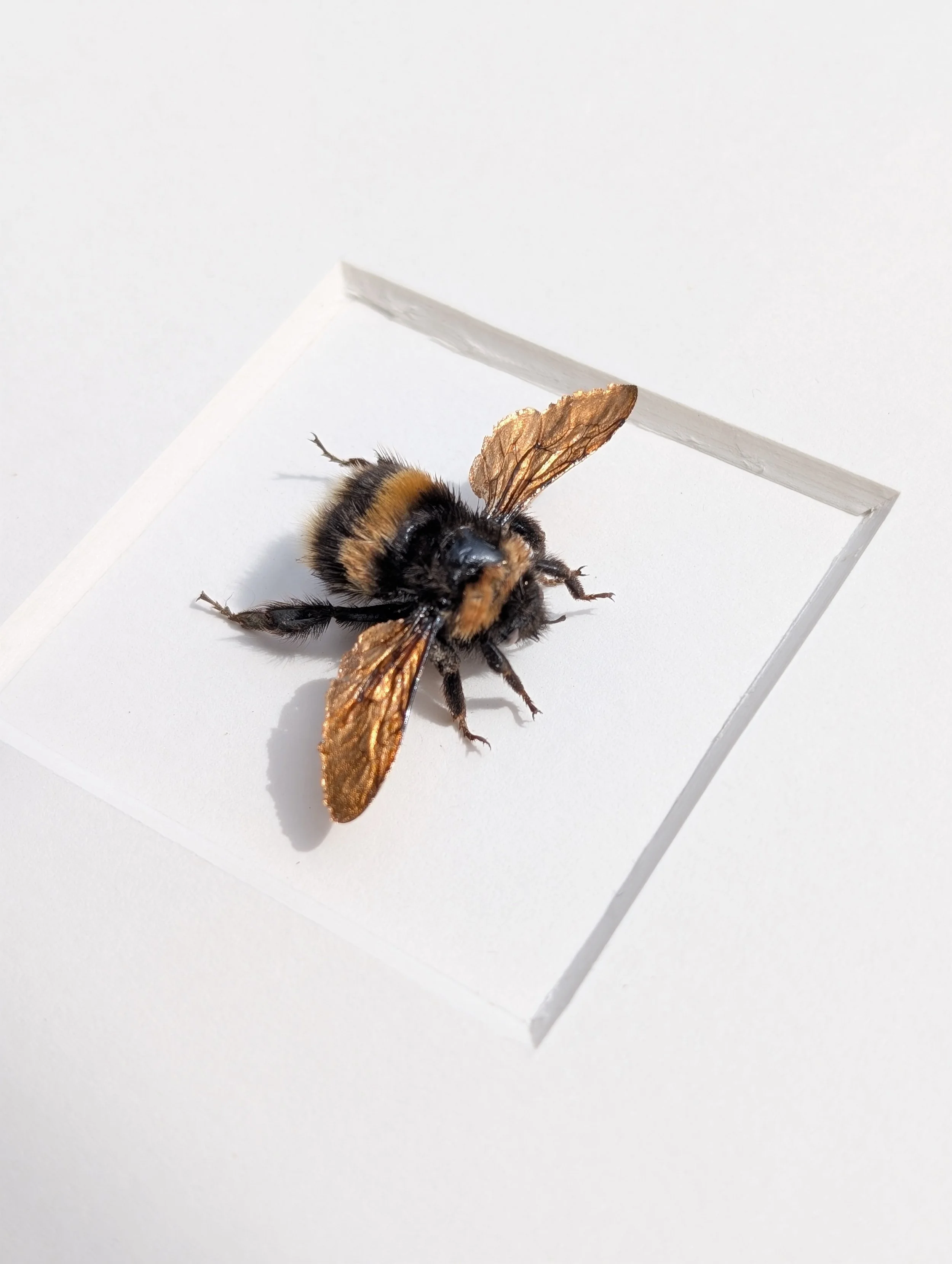 'Tigerlily' - 22ct Rose Gold White Tailed Bumblebee Gilded Wings (Bombus lucorum)