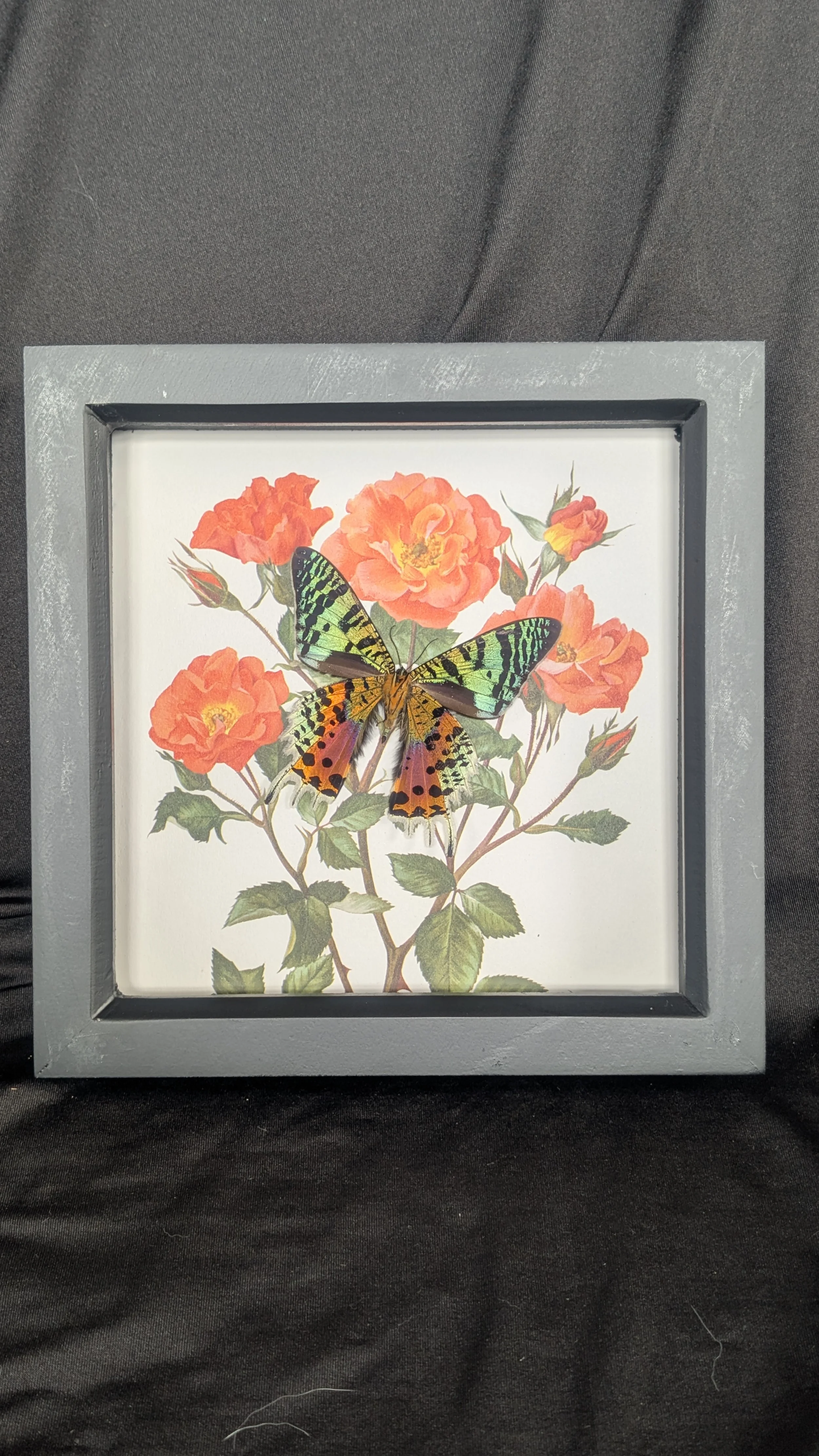 Vintage Rose Series - Madagascan Sunset Moth