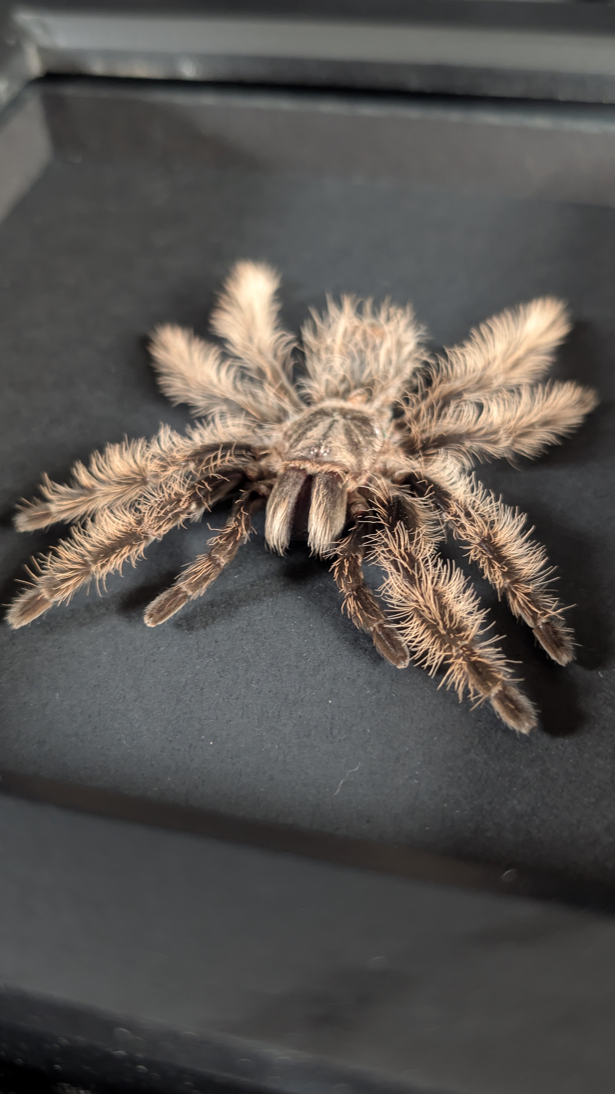 Tarantula