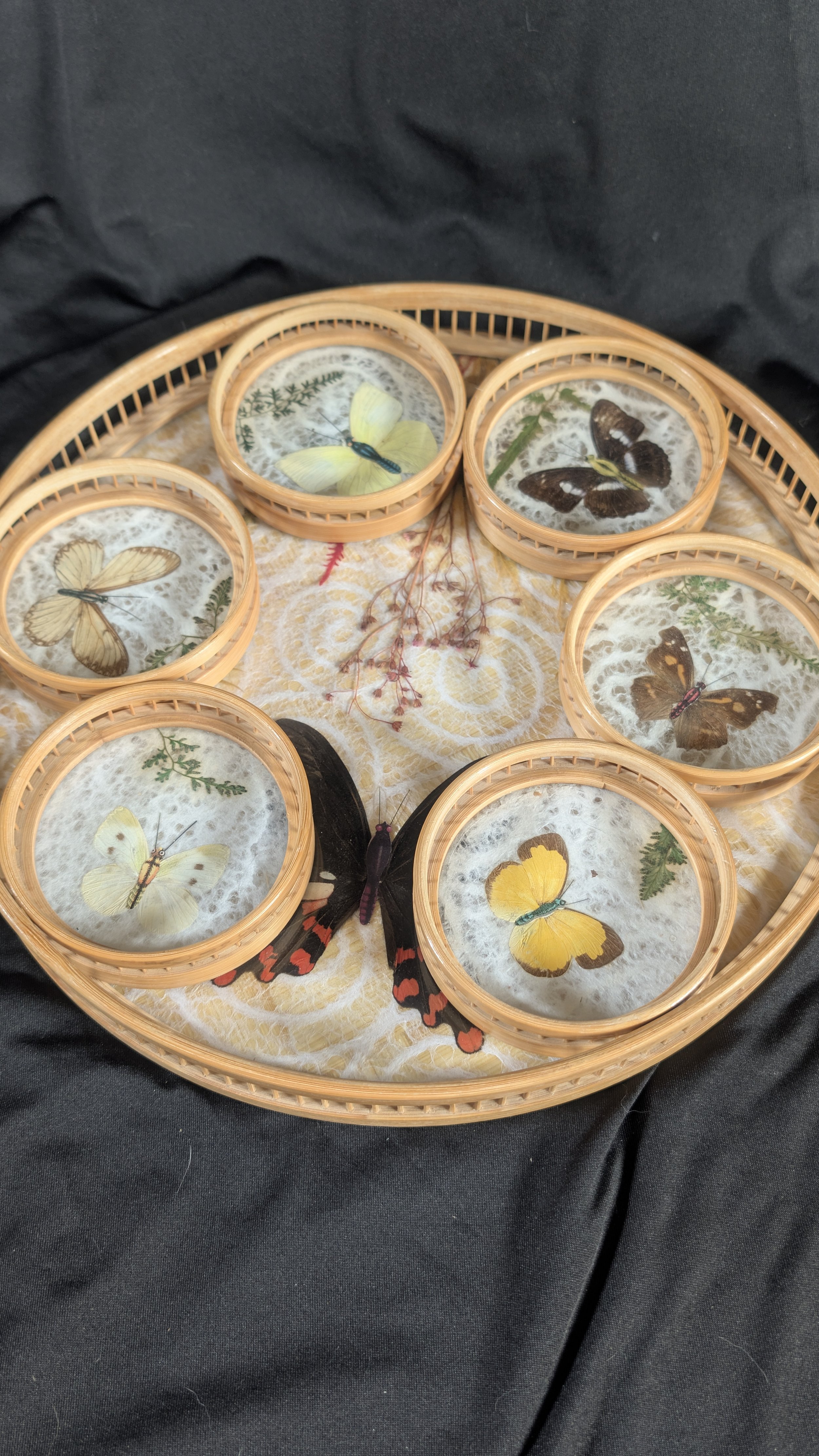 Real Butterfly Serving Set - Vintage Tray & Coasters