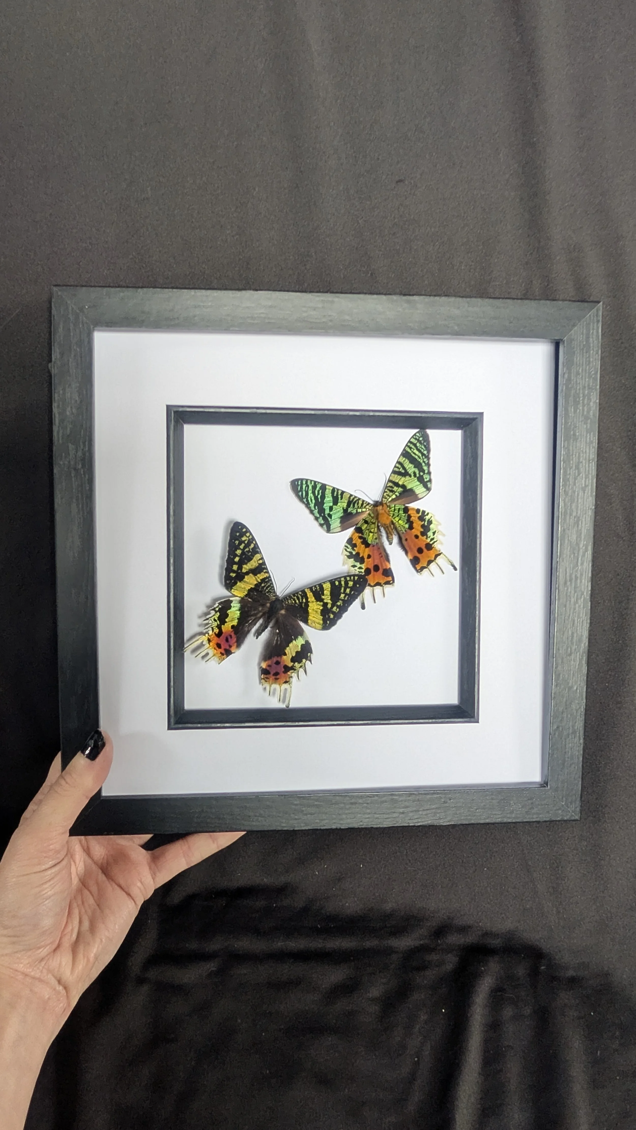 XL Frame Madagascan Sunset Moth Pair