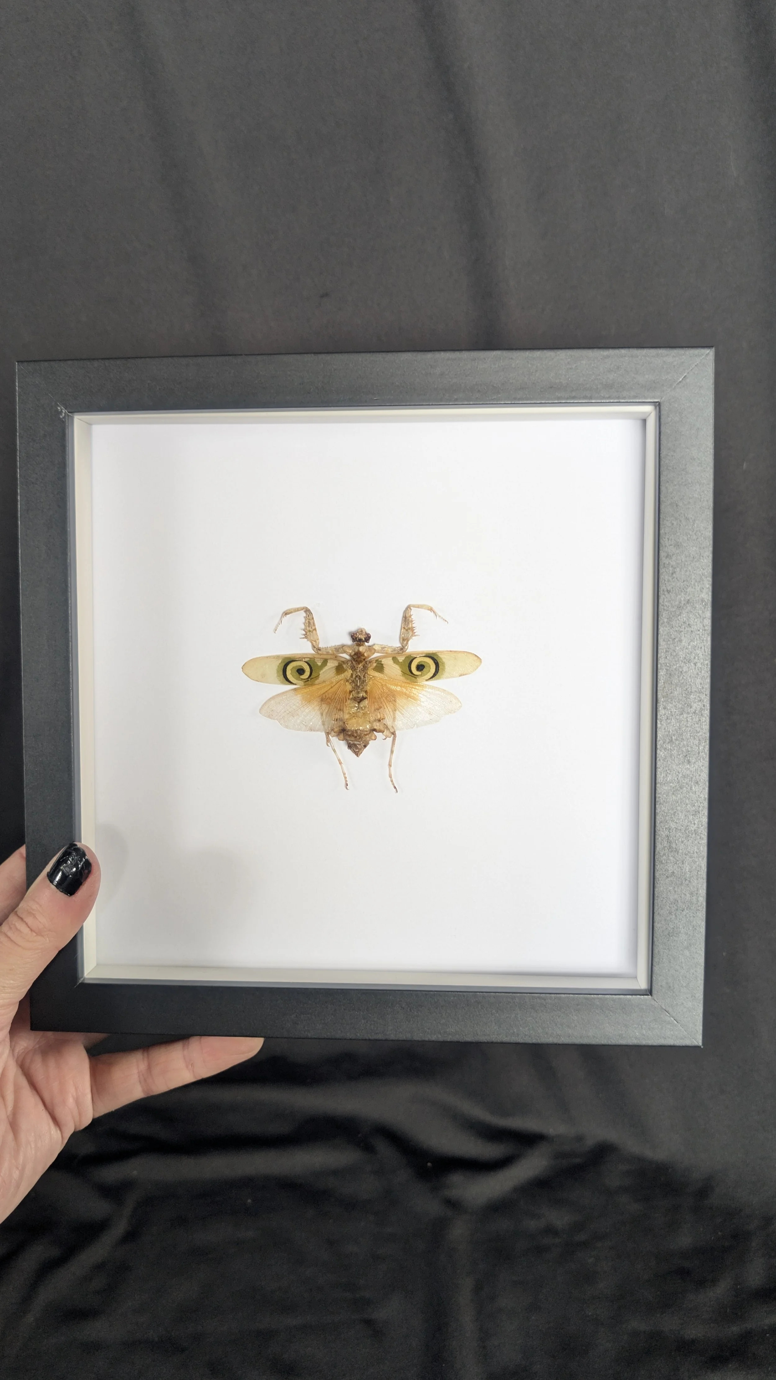 Spiny Flower Mantis (Pseudocreobotra wahlbergi)