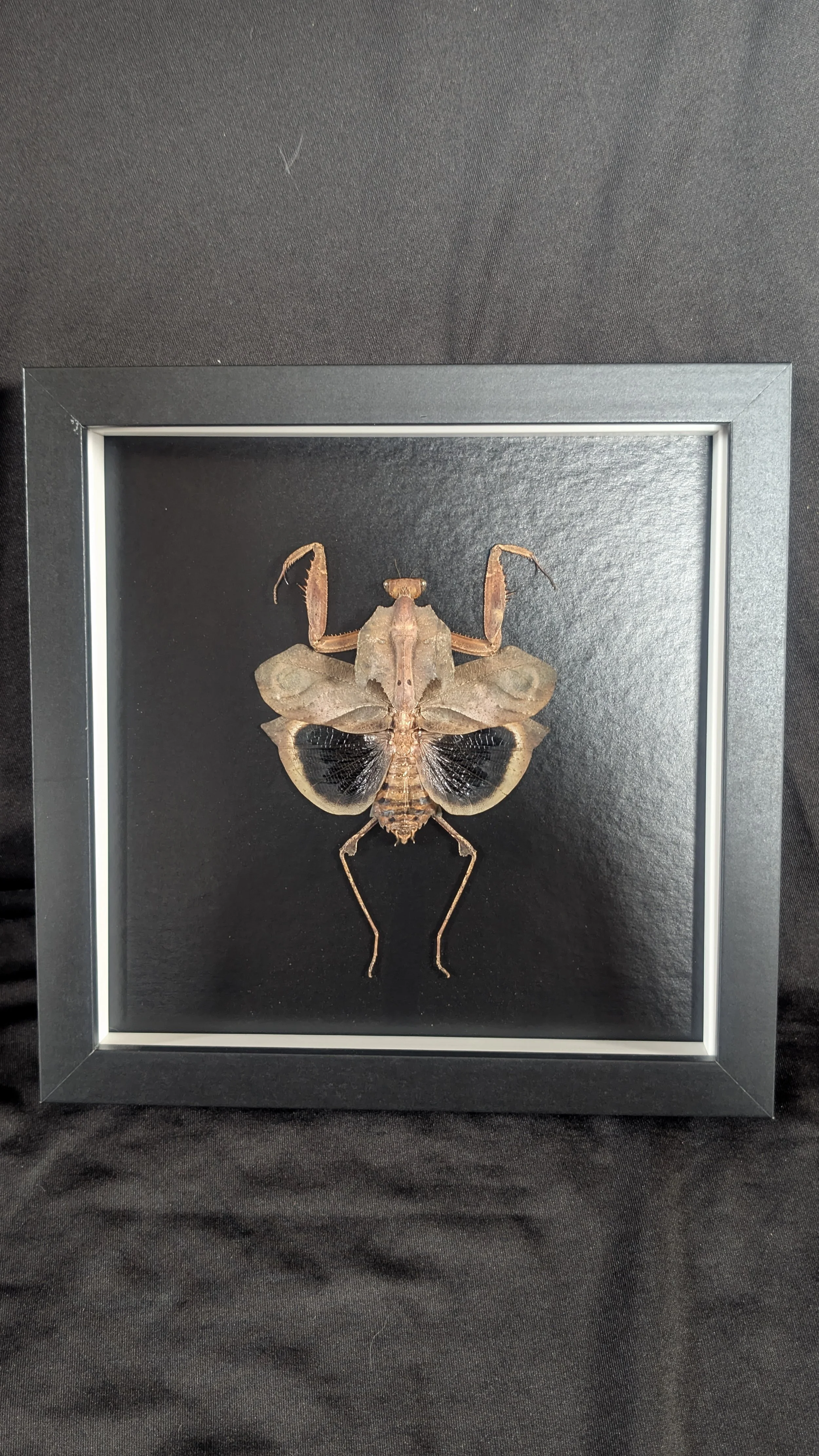 Dead Leaf Mantis (Deroplatys desiccata)