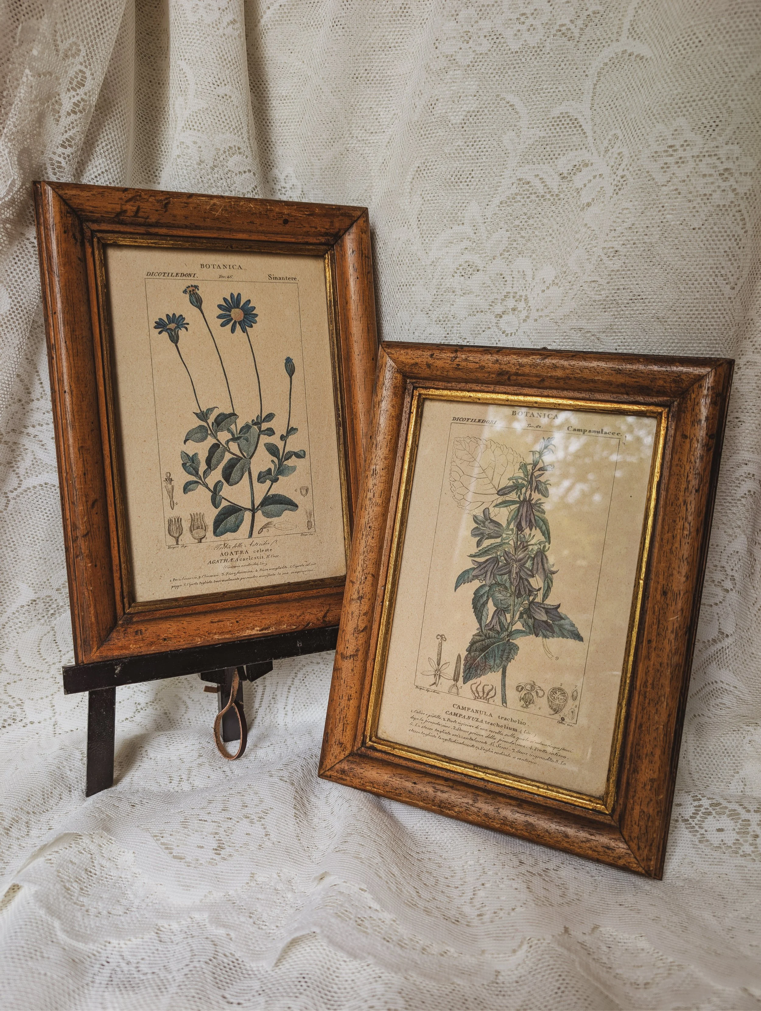 Italian Vintage - Pair of Botanical Prints in Giltwood Frames