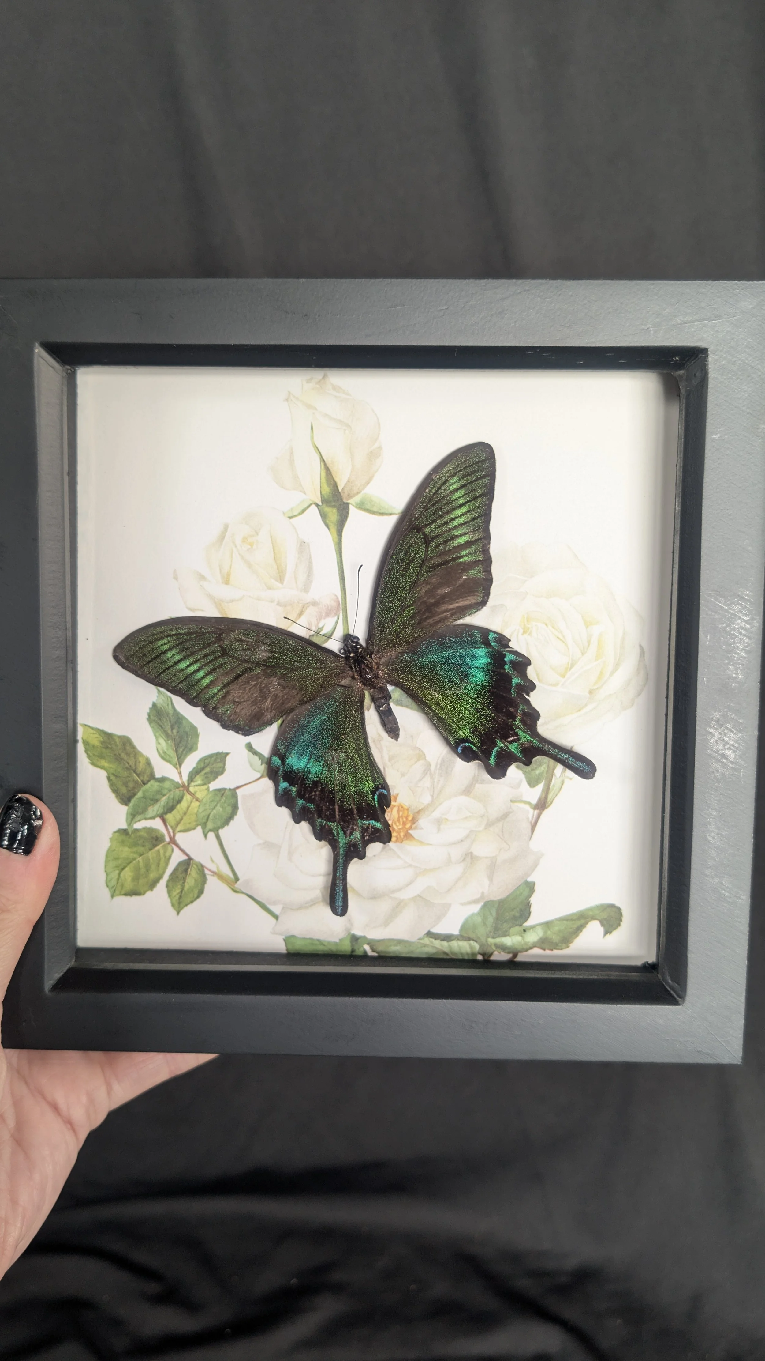 Vintage Rose Series - Alpine Swallowtail Butterfly