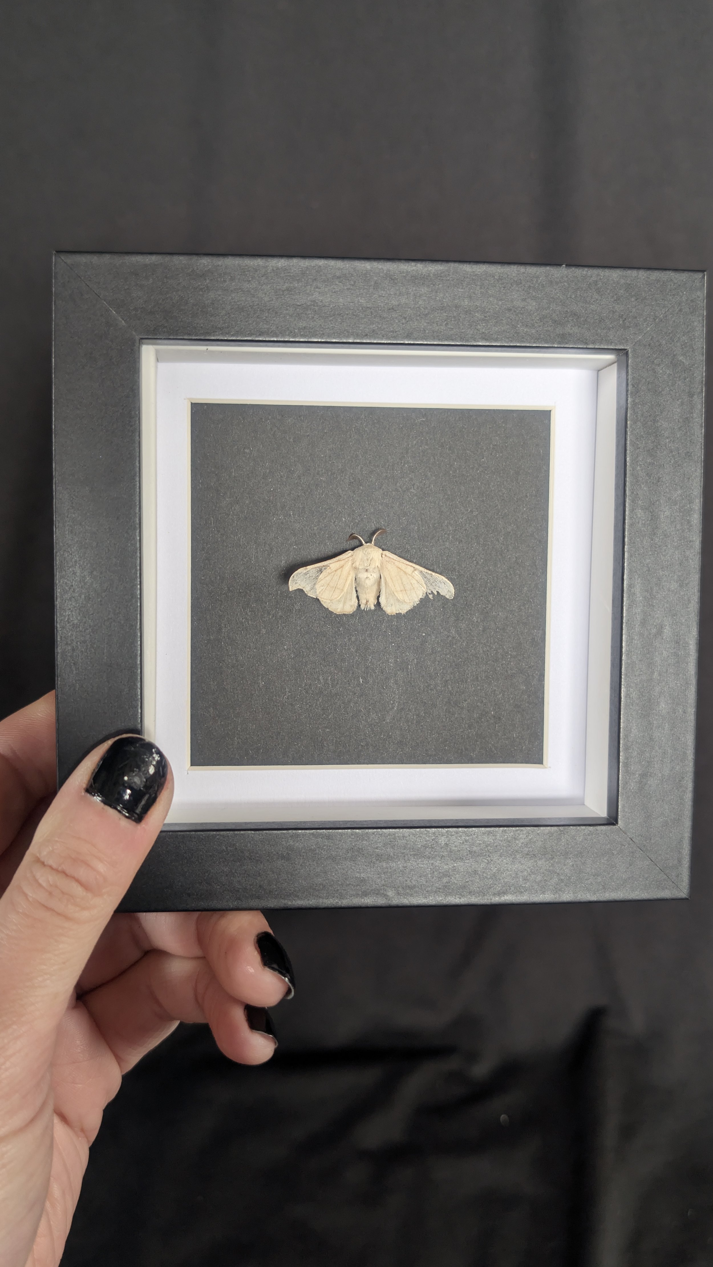 Mini Frame - Domestic Silk Moth