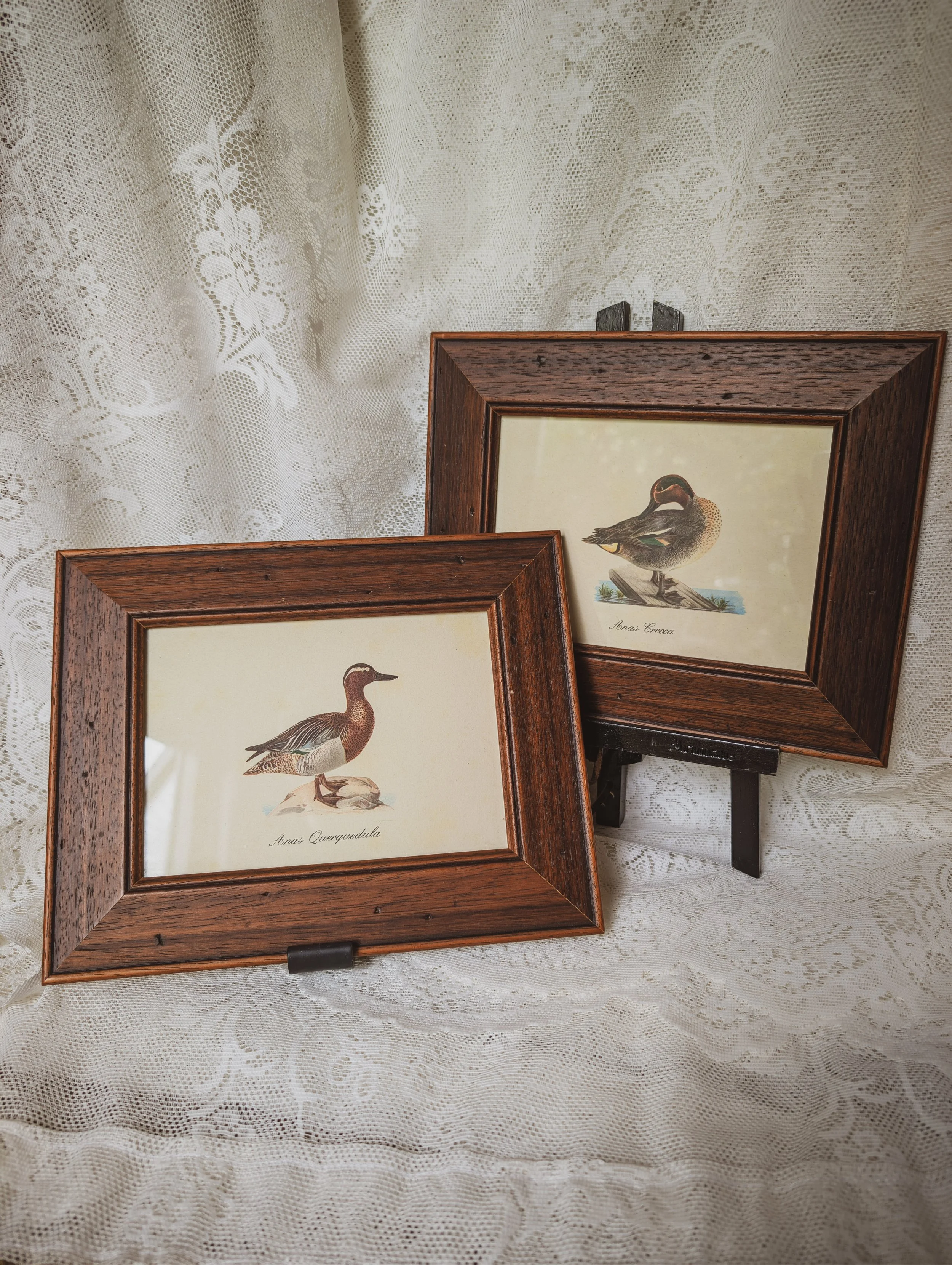 Italian Vintage - Framed Pair of Bird Prints Waterfowl Ducks