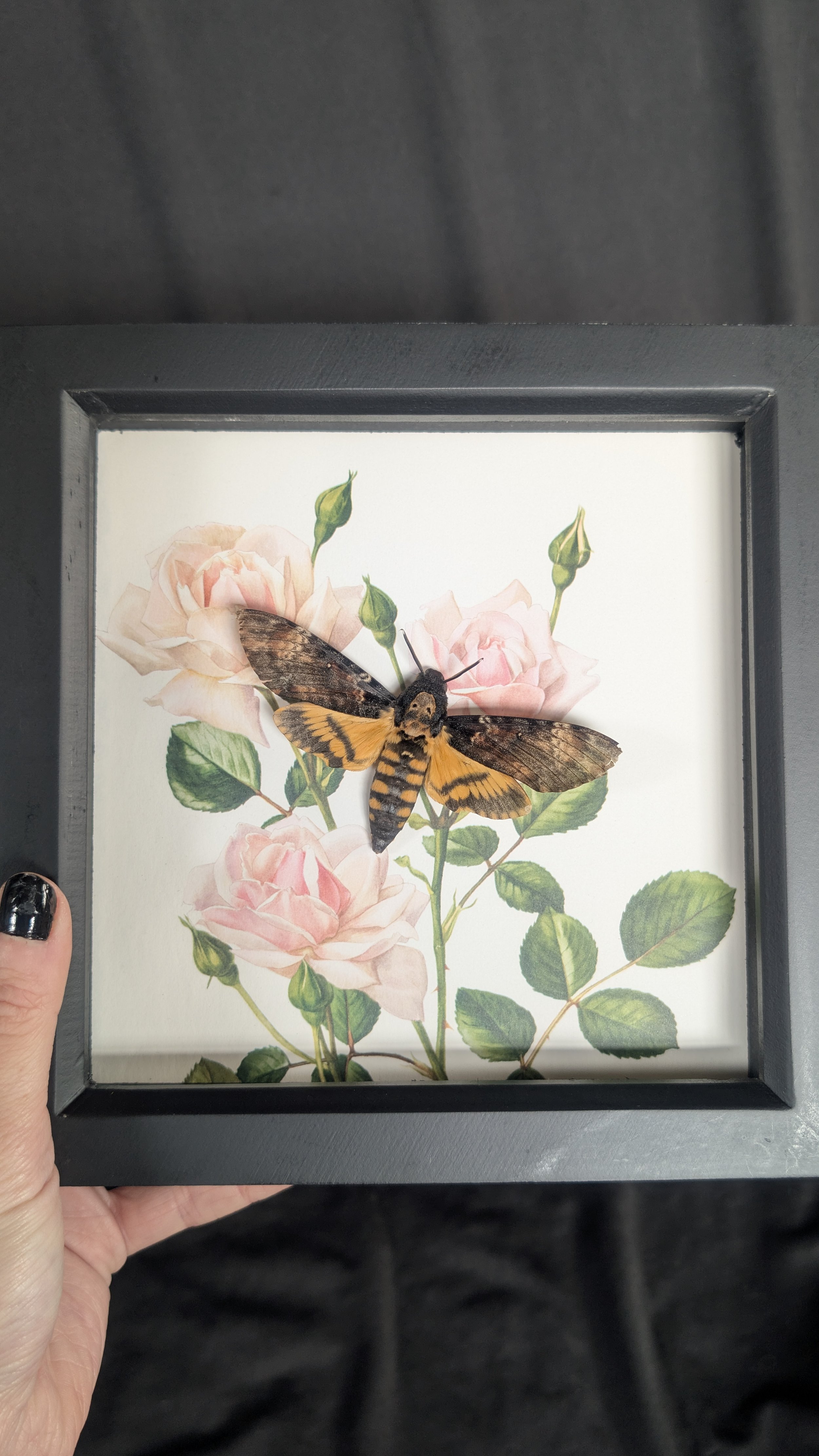 Vintage Rose Series - Deaths Head Hawk Moth (pink roses)