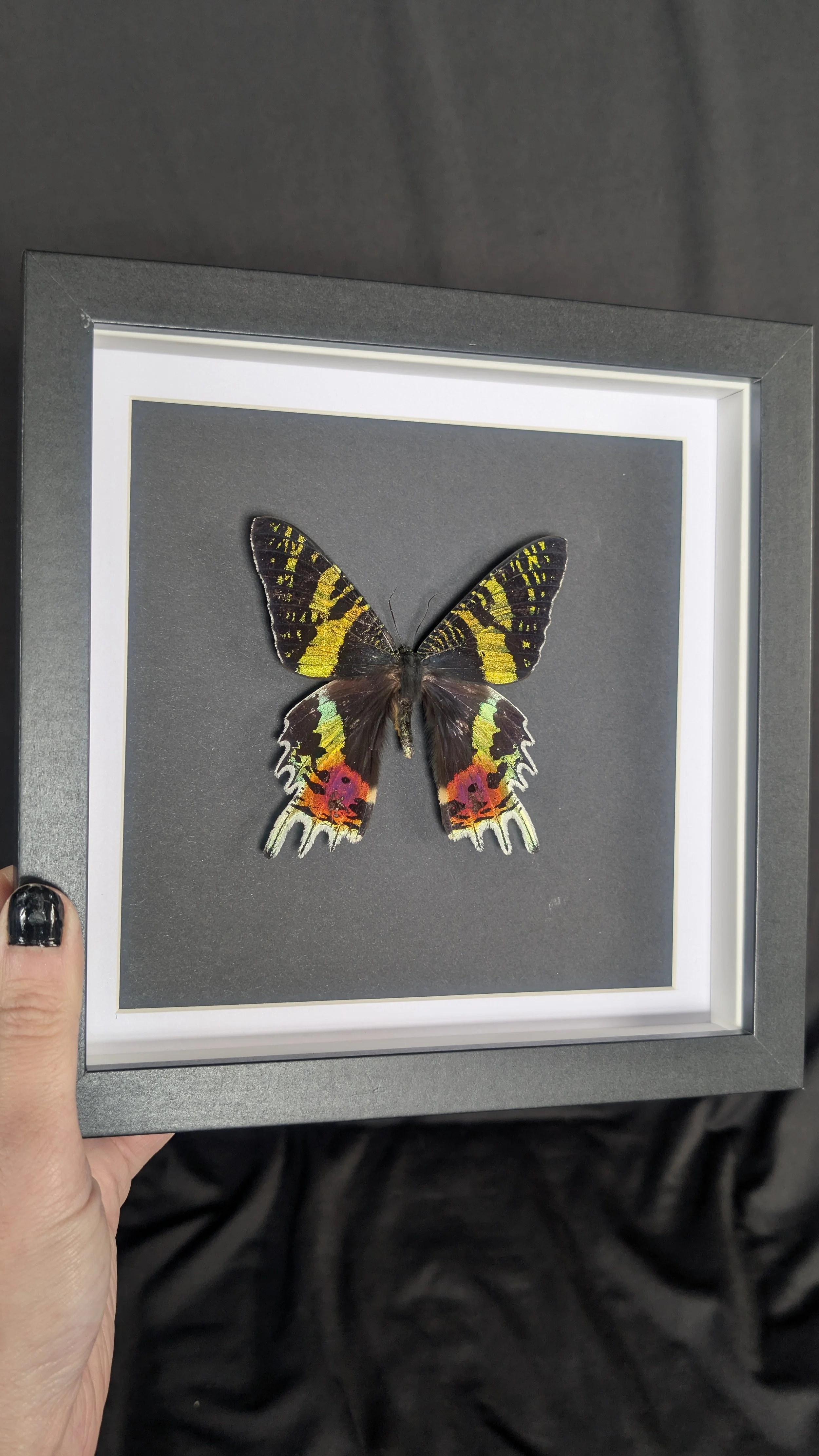 Madagascan Sunset Moth