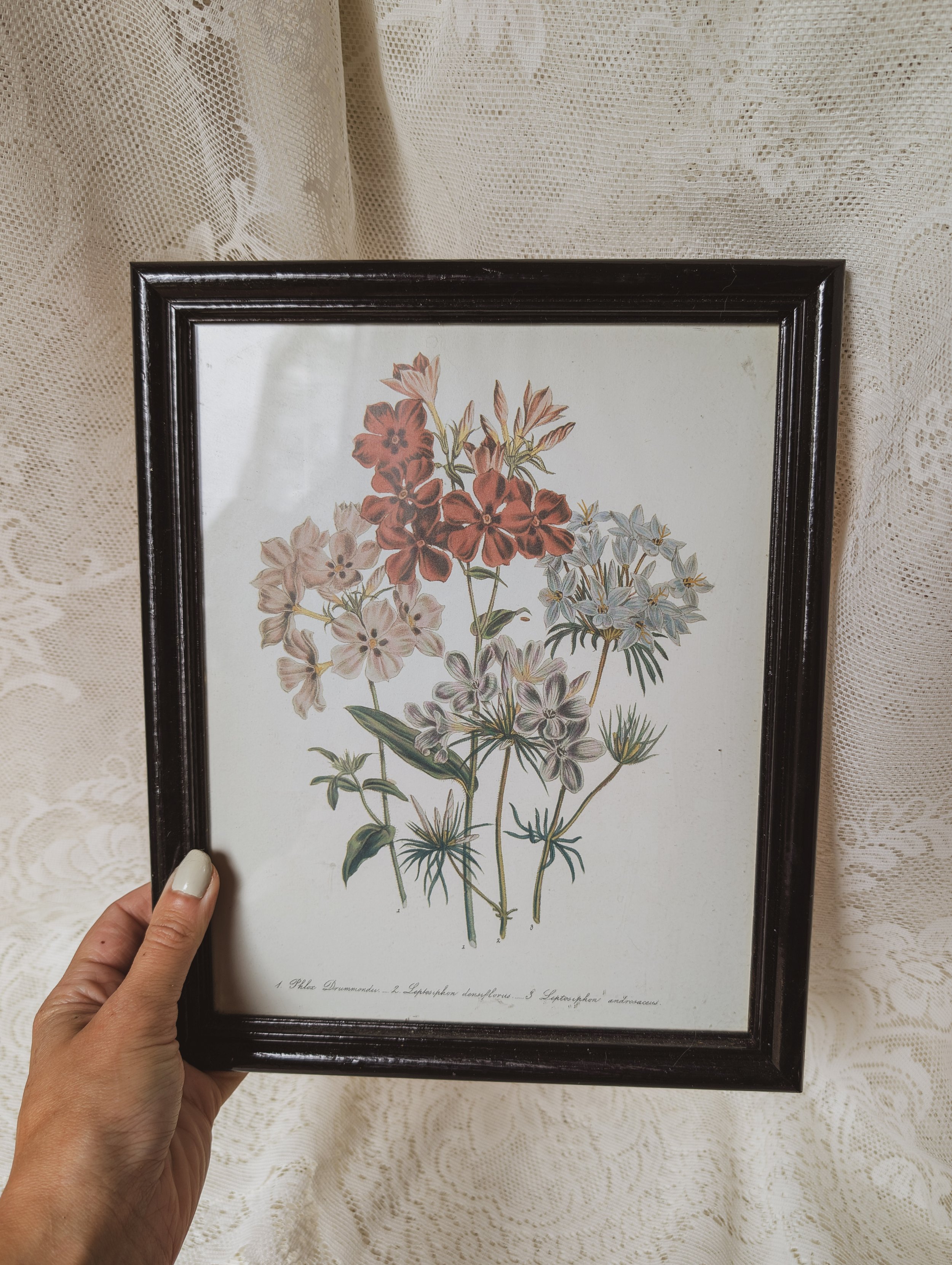 Vintage Print in Enamelled Frame