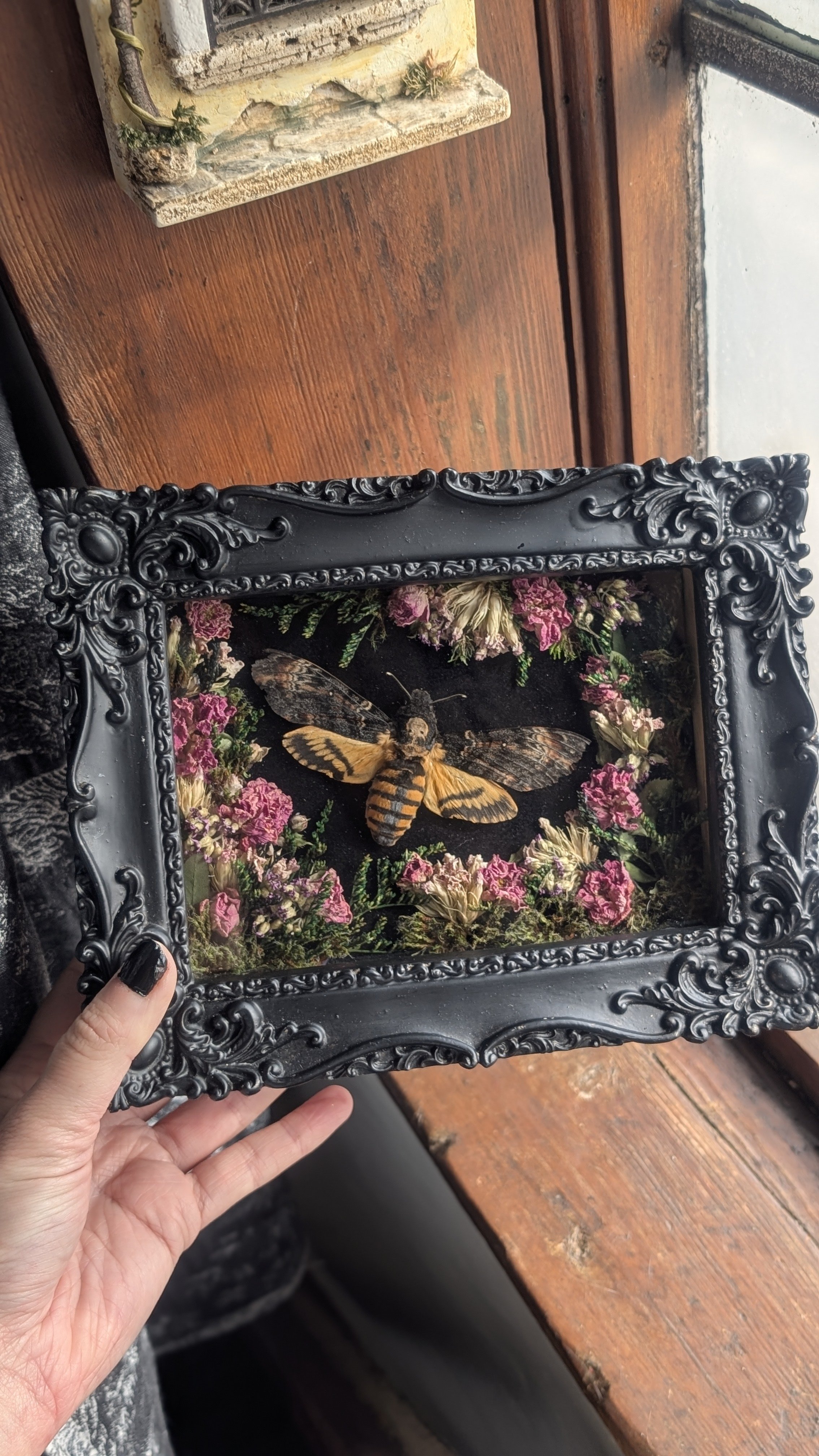 Victoriana Deaths Head Hawk Moth