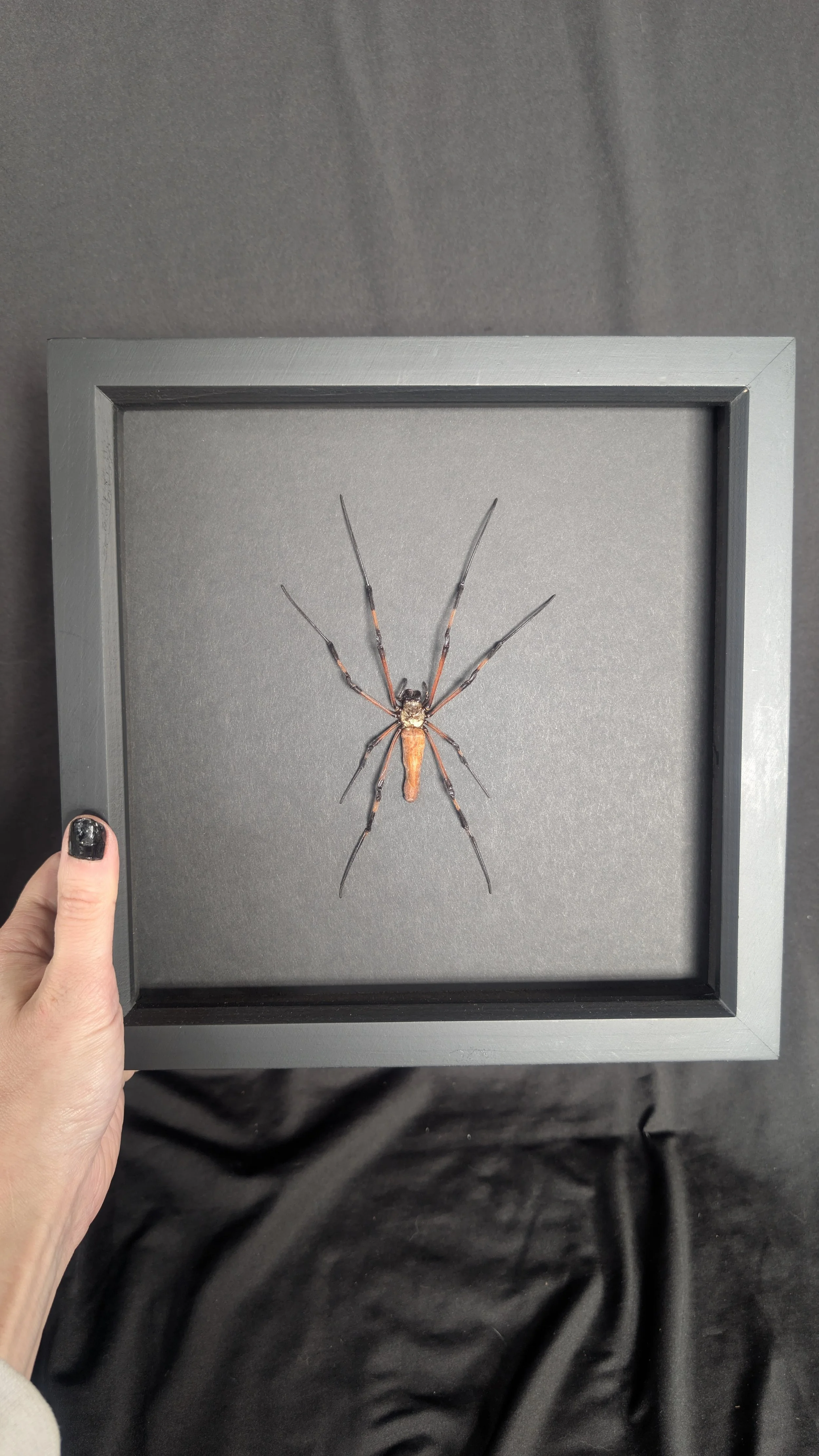 XL Giant Orb Weaver Spider