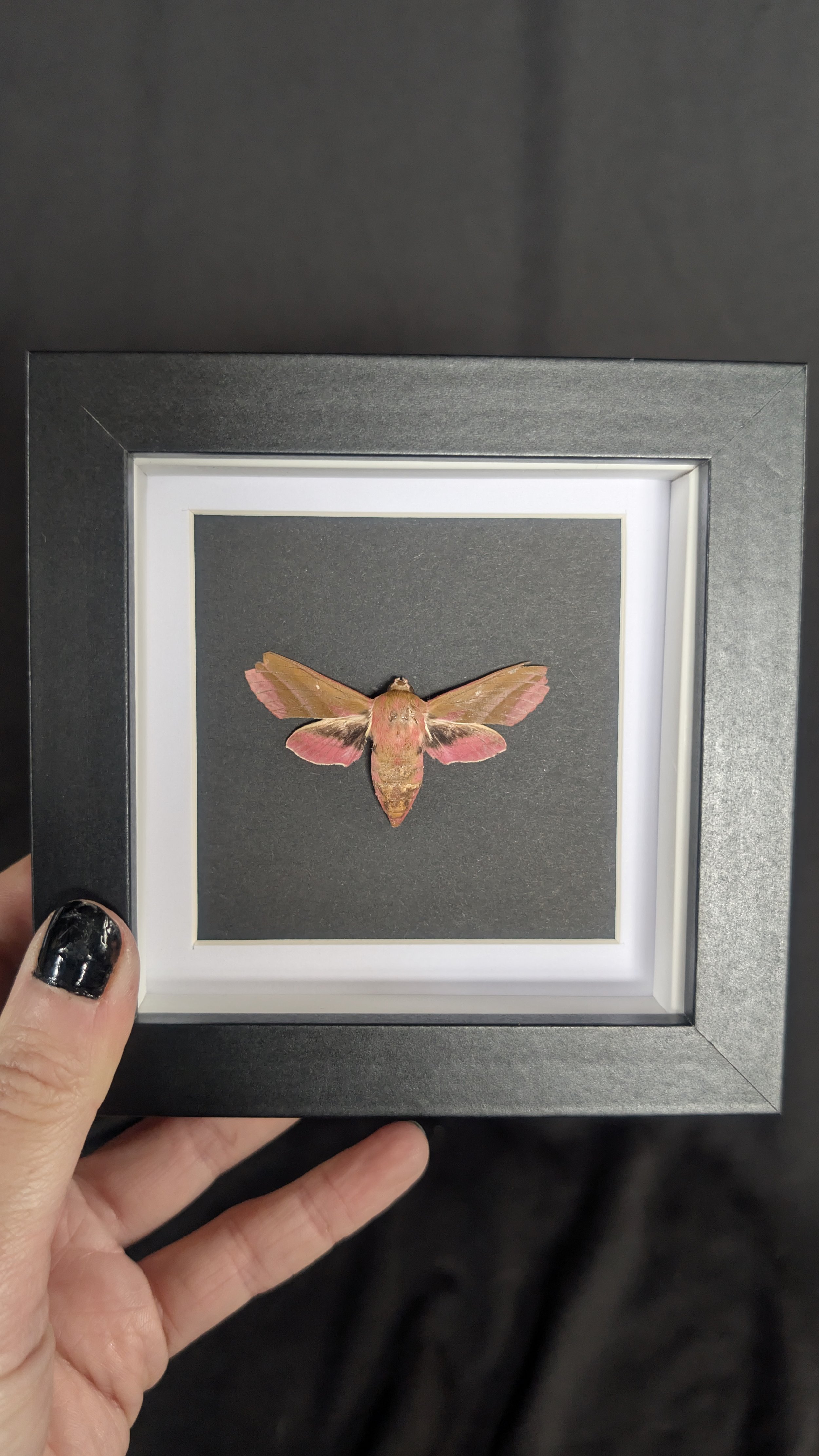 Mini Frame - Elephant Hawk Moth