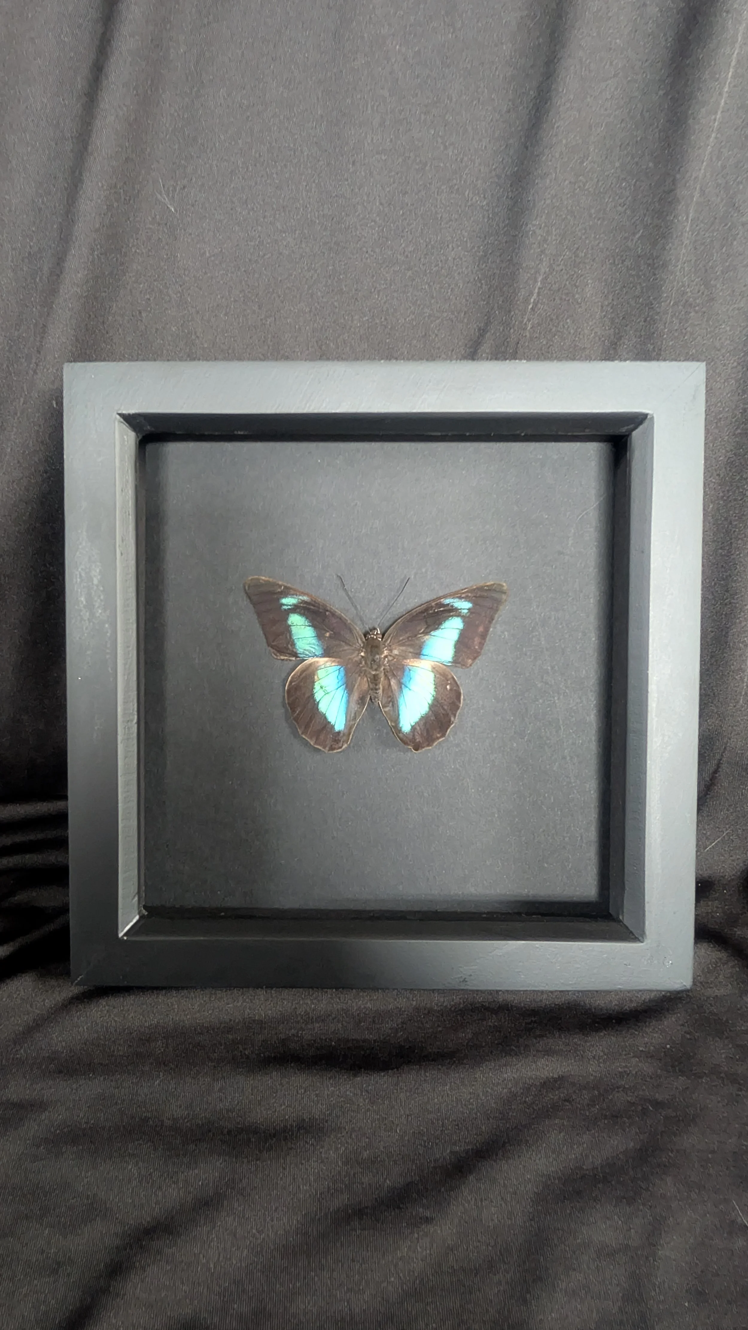 One Spot Preponia (Archaeoprepona demophon)