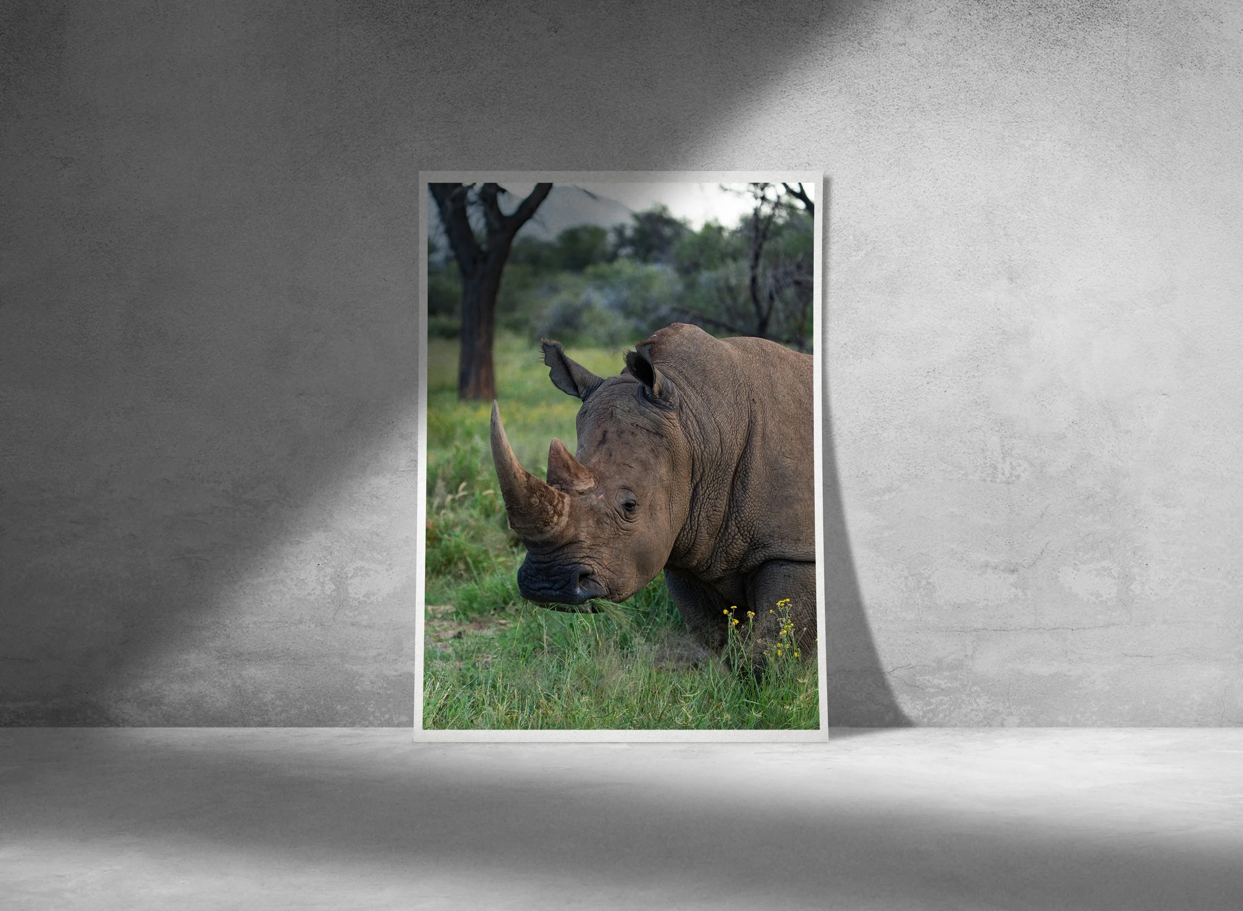 Rhino Conservation, Namibia