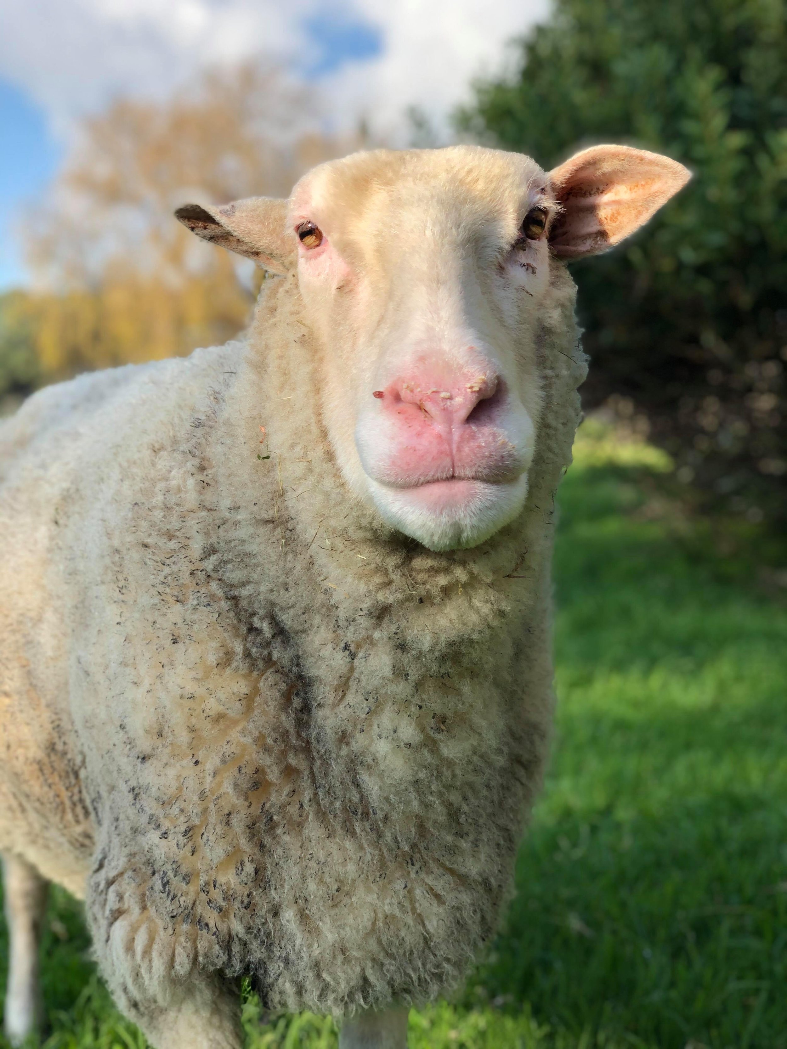 Billie was bottle raised on a small hobby farm. He grew to be quite a large sheep and so it was decided he was too big for the grandchildren and was sent from the home he knew to a dire situation & on his way to slaughter. We stepped in and secured B