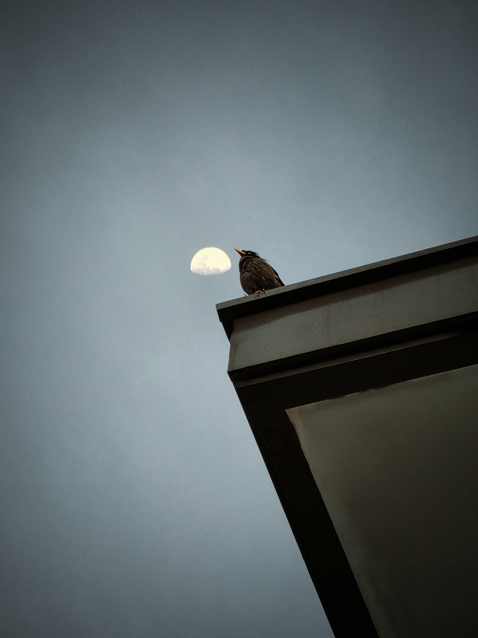 Lights Out: Protecting Migratory Birds, One Night at a Time