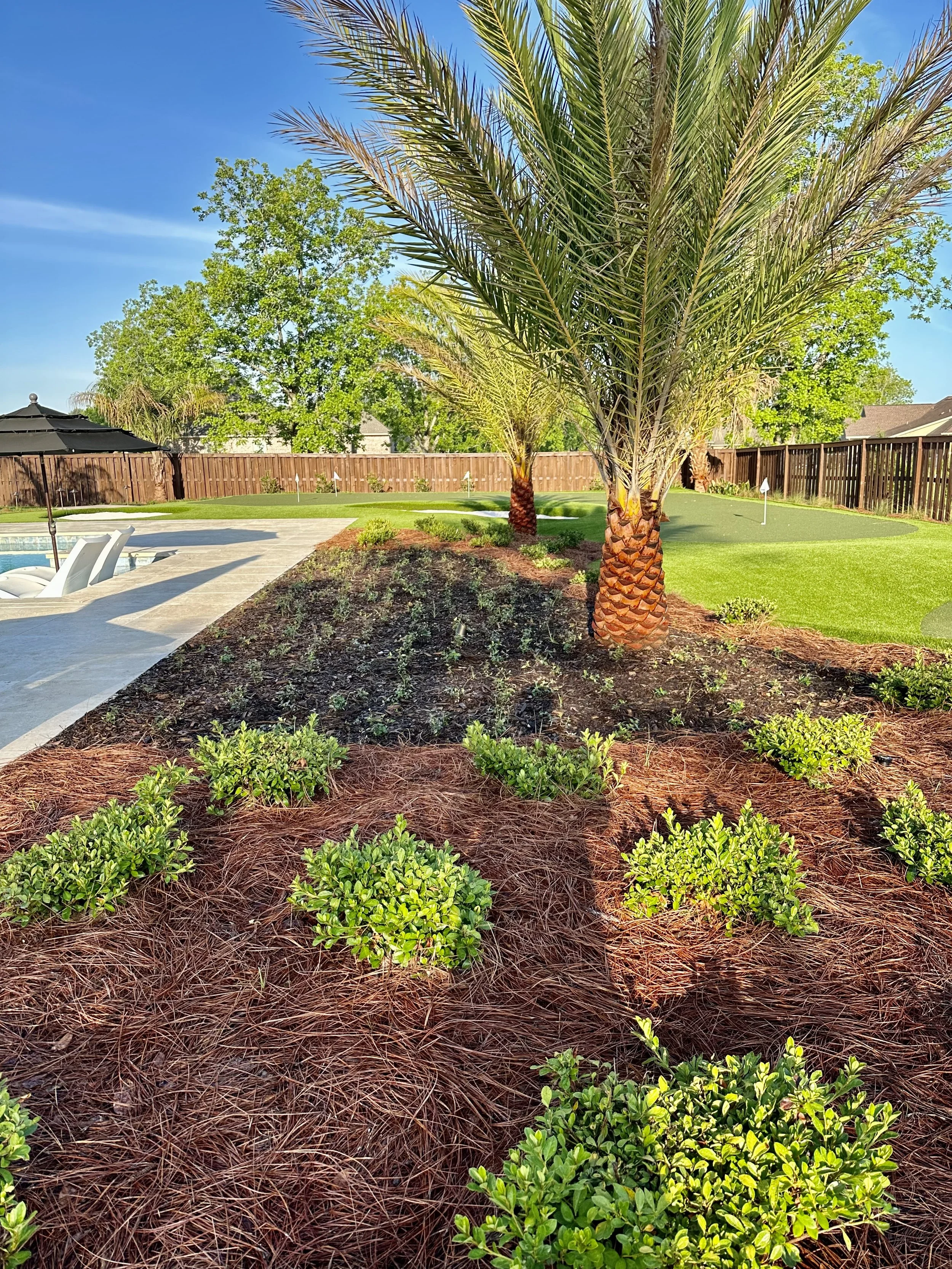 Landscaped garden bed with palm trees and mulch surrounding a poolside area