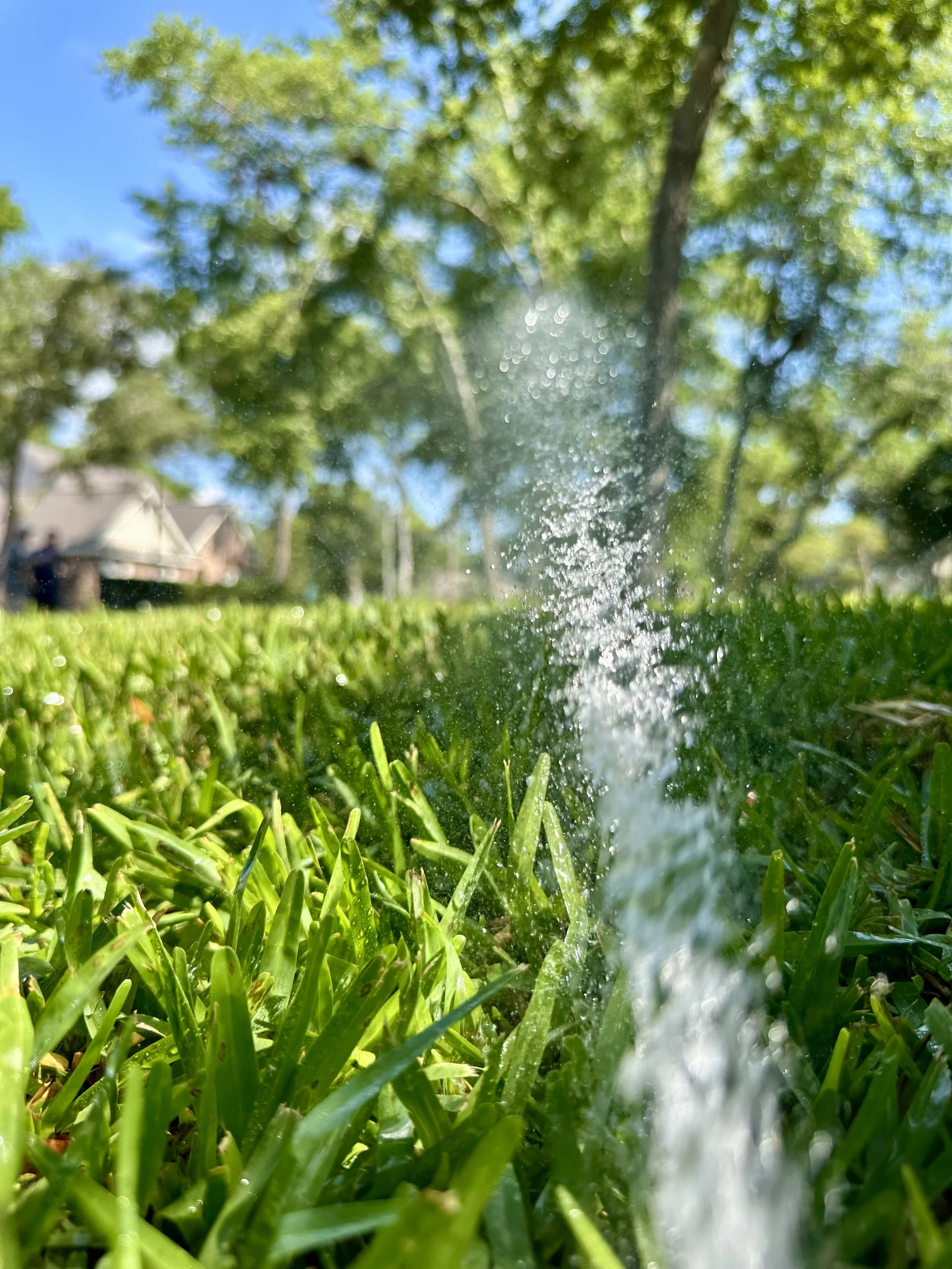 Close-up of lawn irrigation sprinkler watering green grass on a sunny Gulf Coast day.