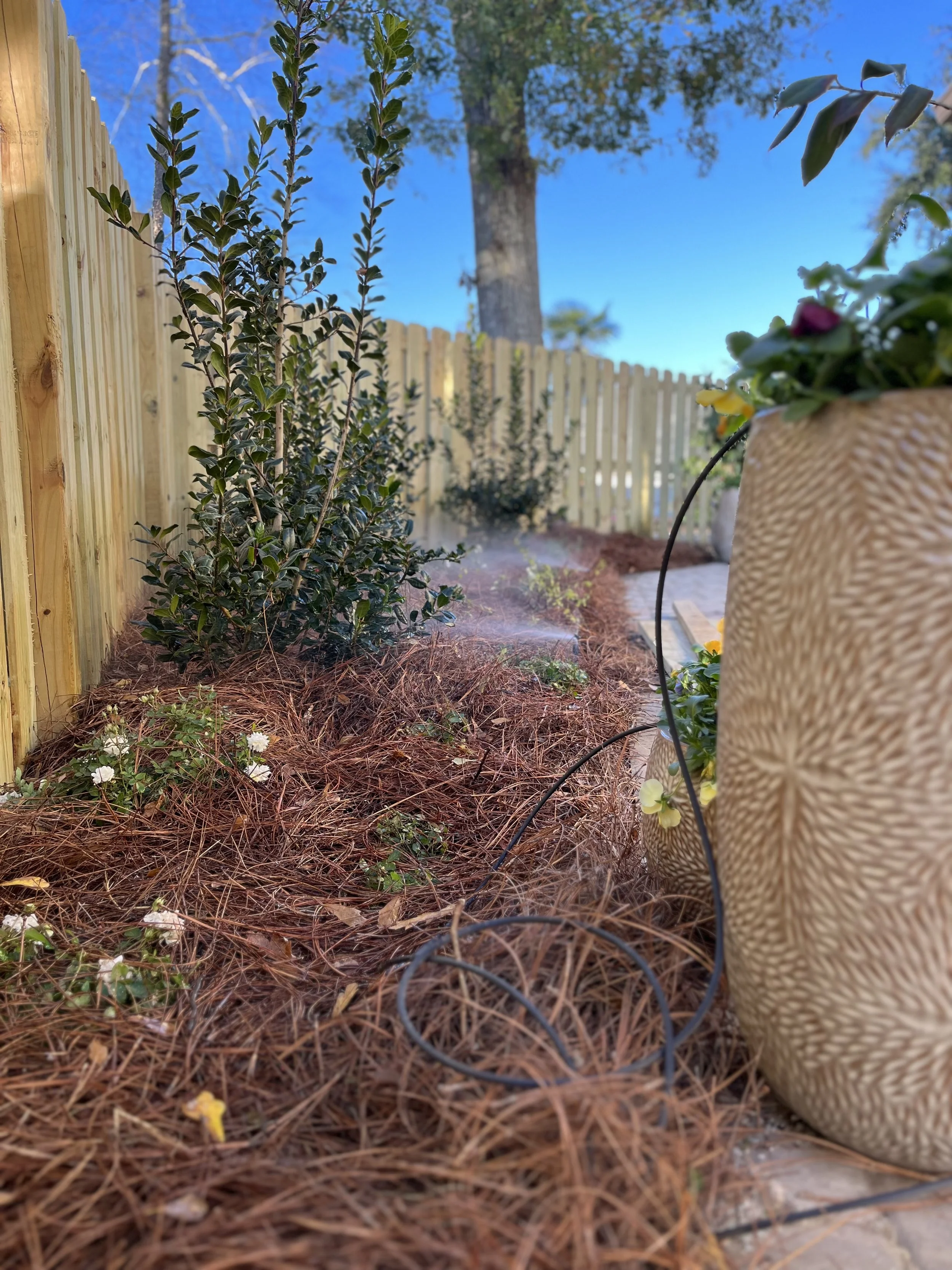 Drip irrigation system in a garden bed with pine straw mulch, providing efficient water delivery for plants.