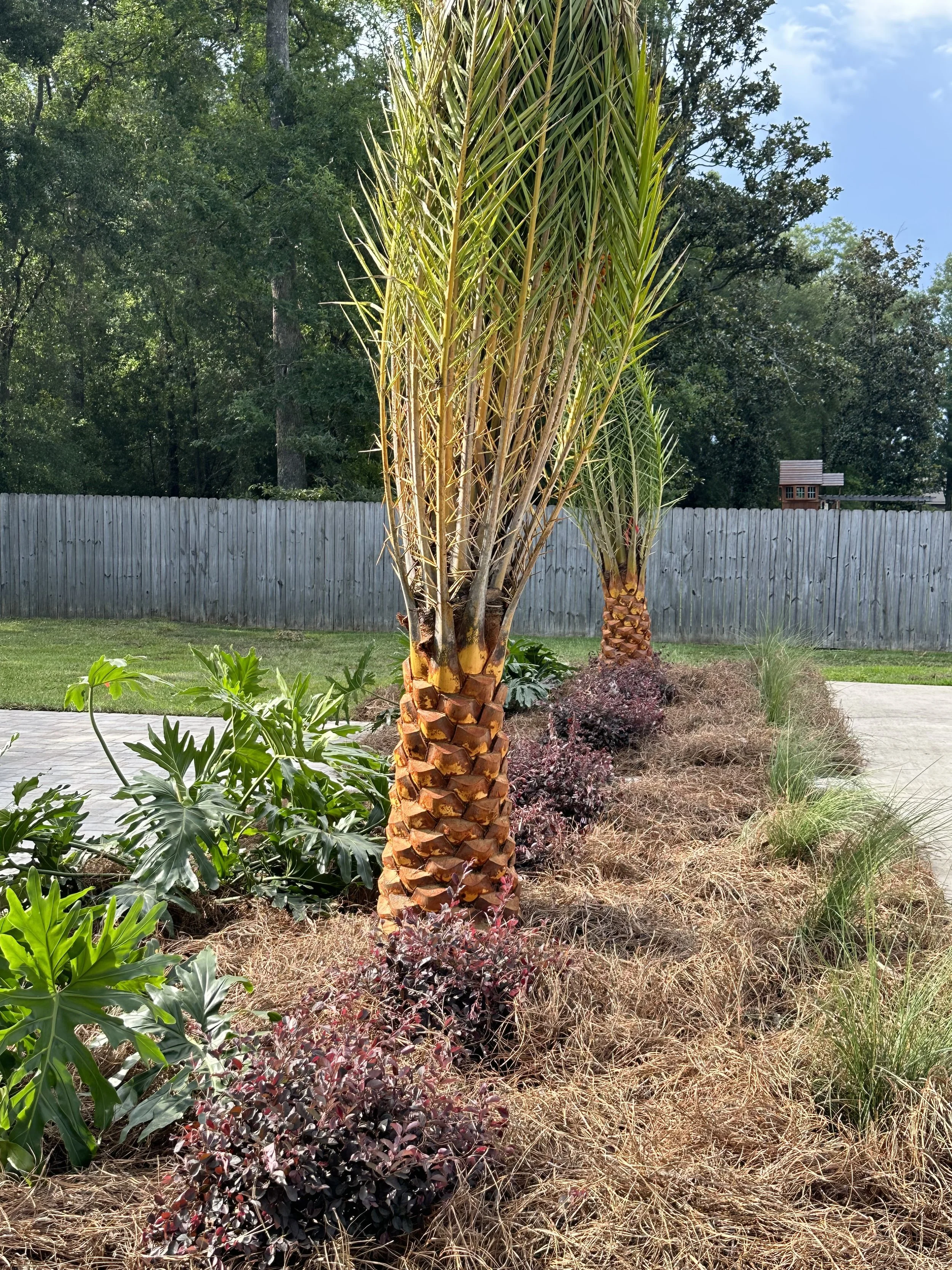 Tall palm trees with a mulched garden bed featuring shrubs and greenery