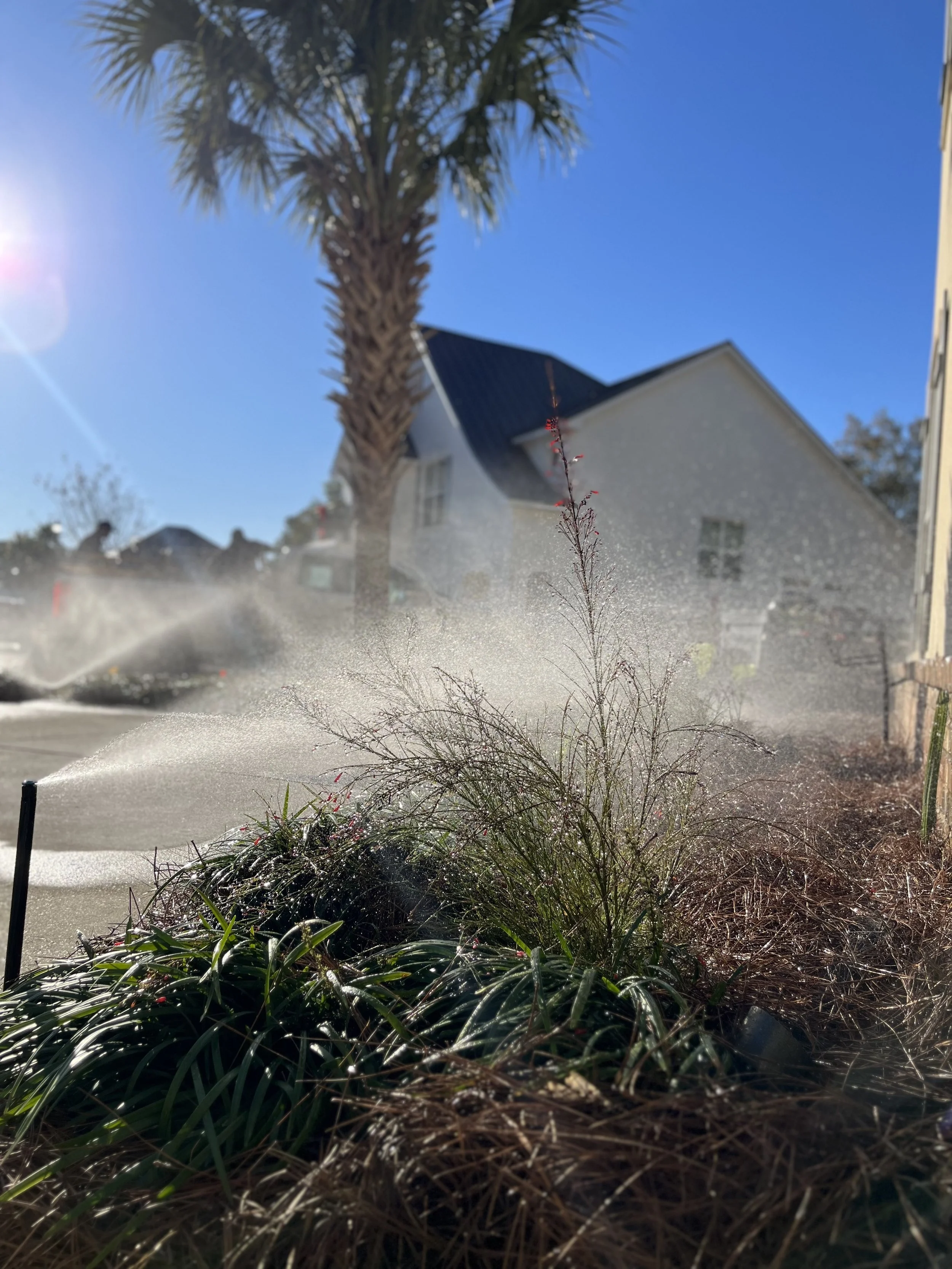 "Flower bed irrigation system near a palm tree, ensuring healthy plant hydration in a Gulf Coast landscape.