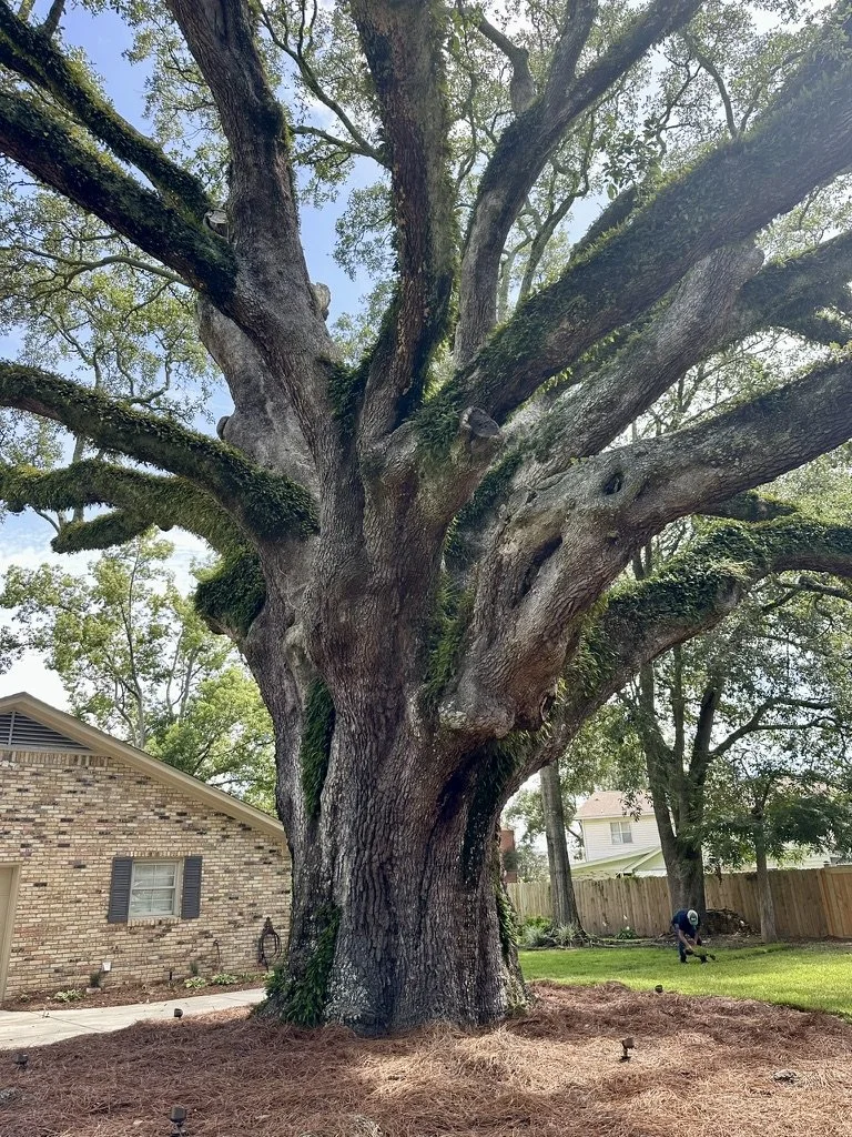 Majestic oak tree with mulched base, highlighting timeless beauty and landscaping excellence.