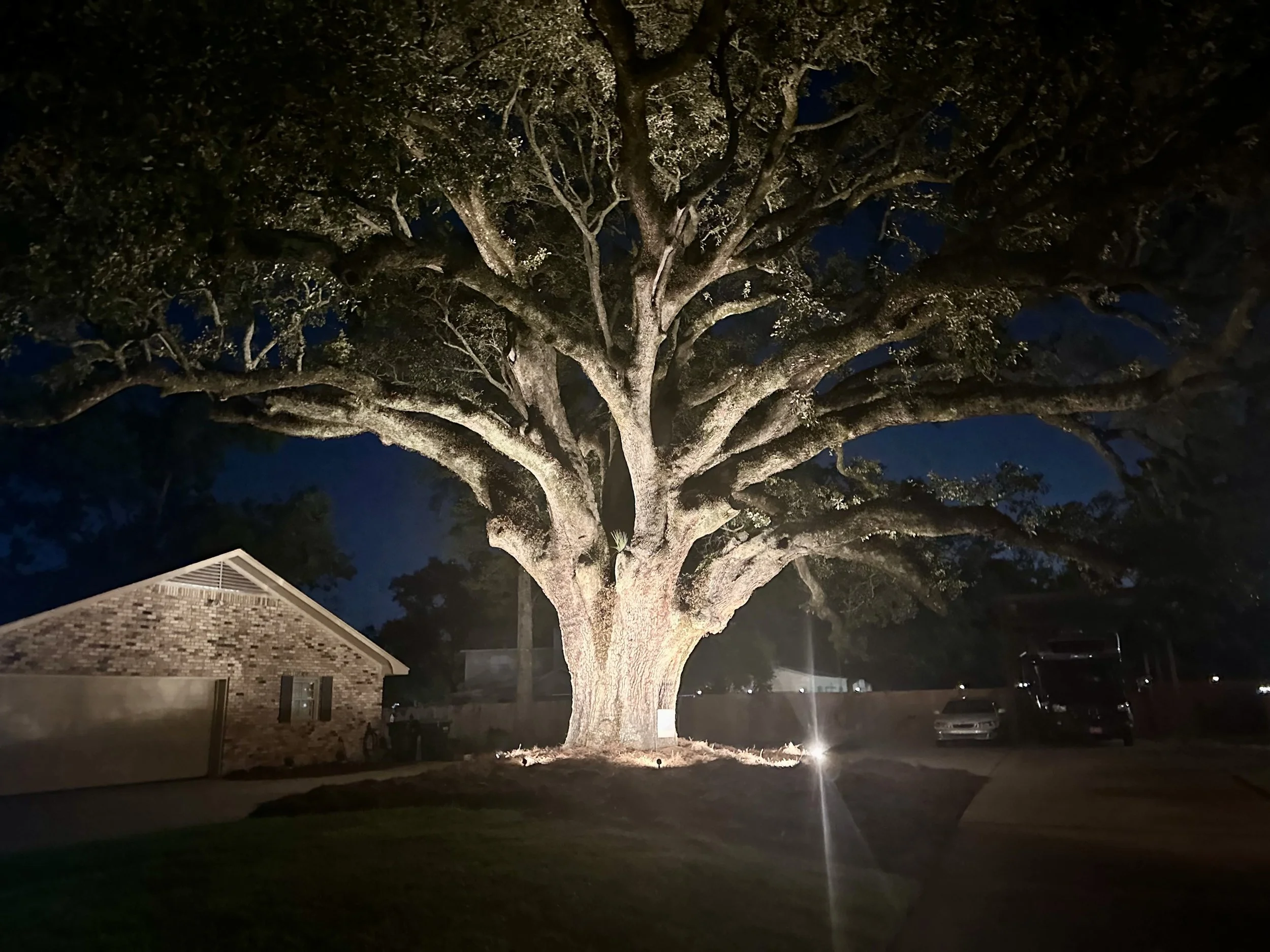 Majestic oak tree with uplighting creating a dramatic effect in a Gulf Coast property’s front yard.
