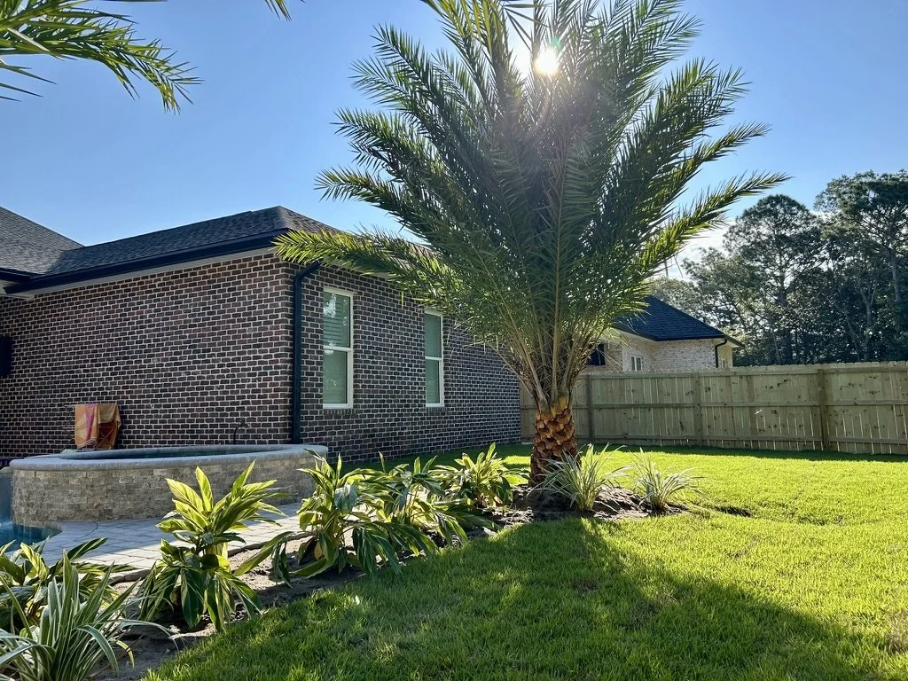 Vibrant backyard with tropical landscaping, flourishing palms, and clean outdoor space design.