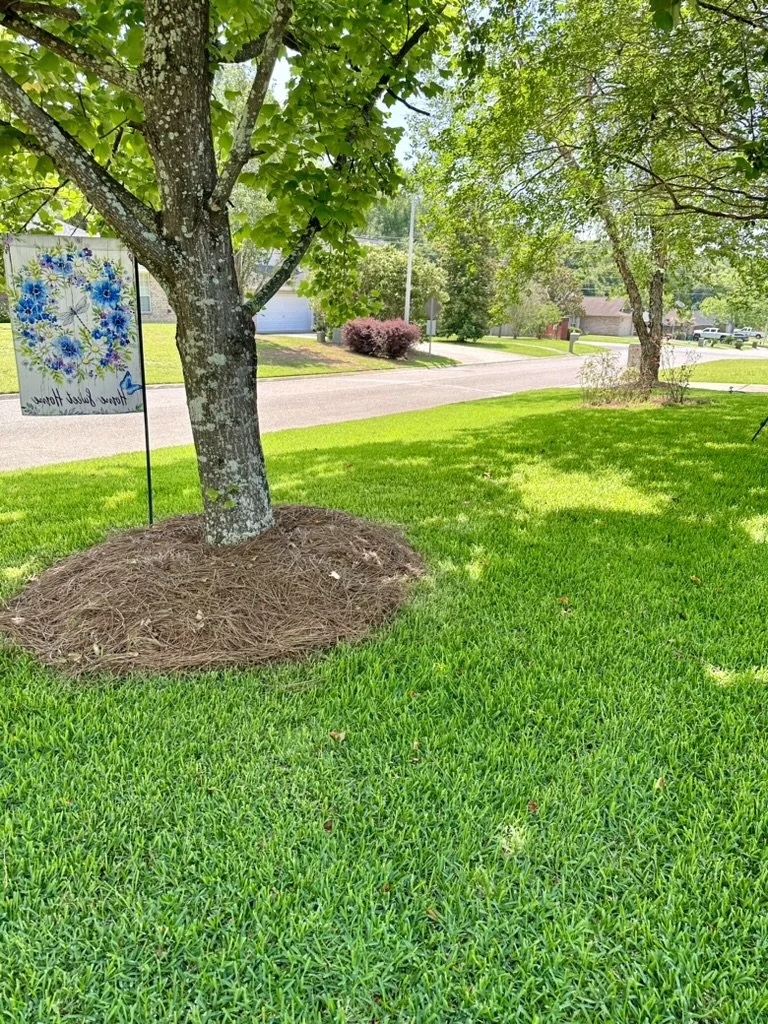 Shaded yard with lush grass, mulched tree base, and peaceful suburban atmosphere.