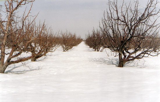 snowb.jpg