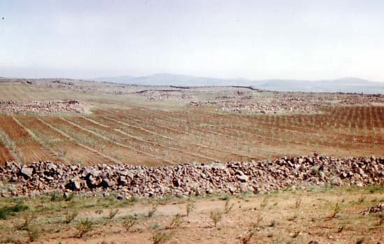 beginofchehabib.jpg
