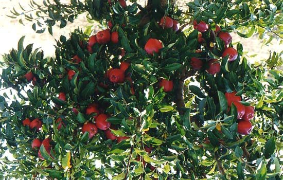 appletreeb.jpg