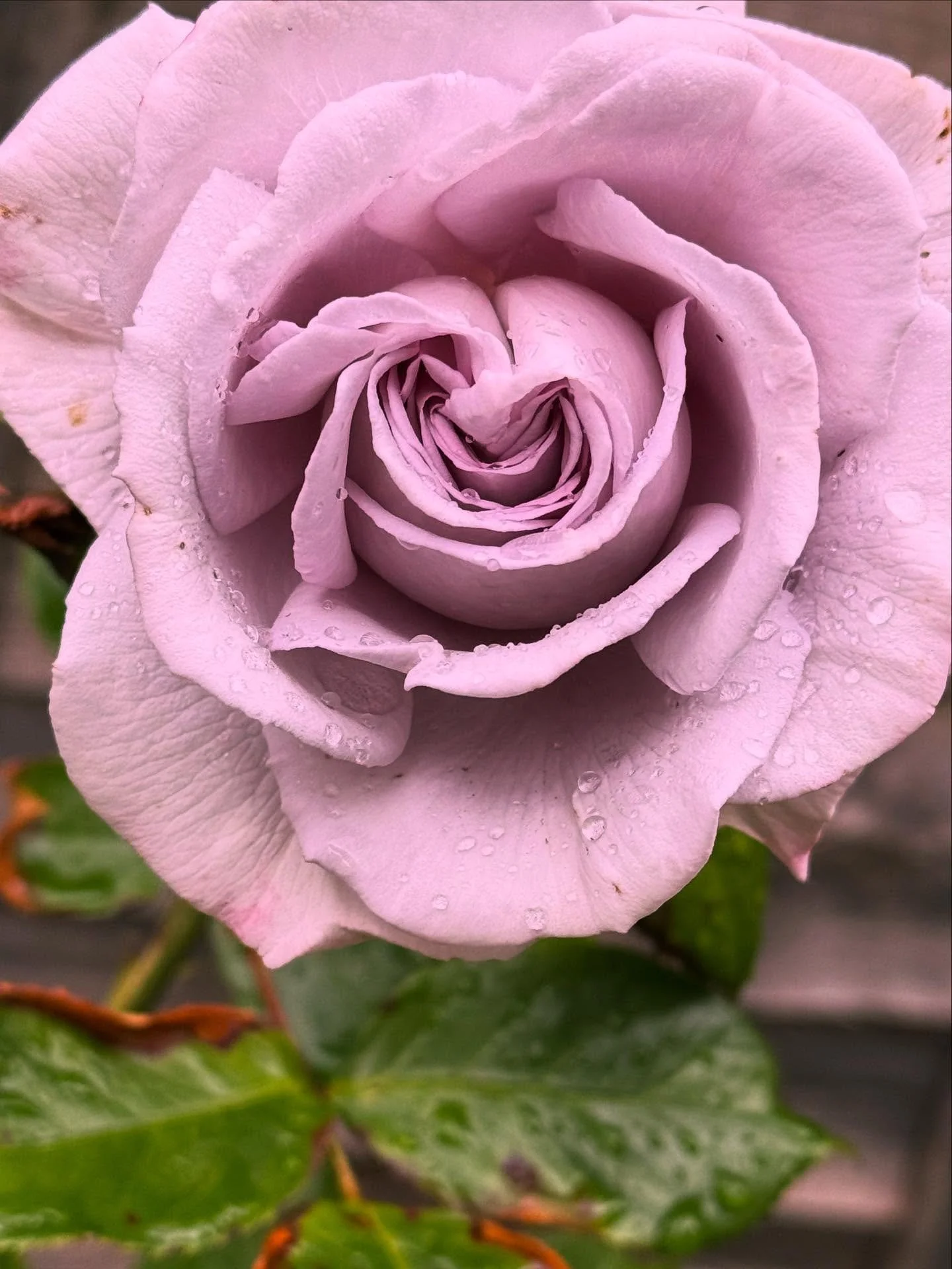 I have developped an all-consuming, never-ending obsession for roses and I simply must add all possible colours to my garden.