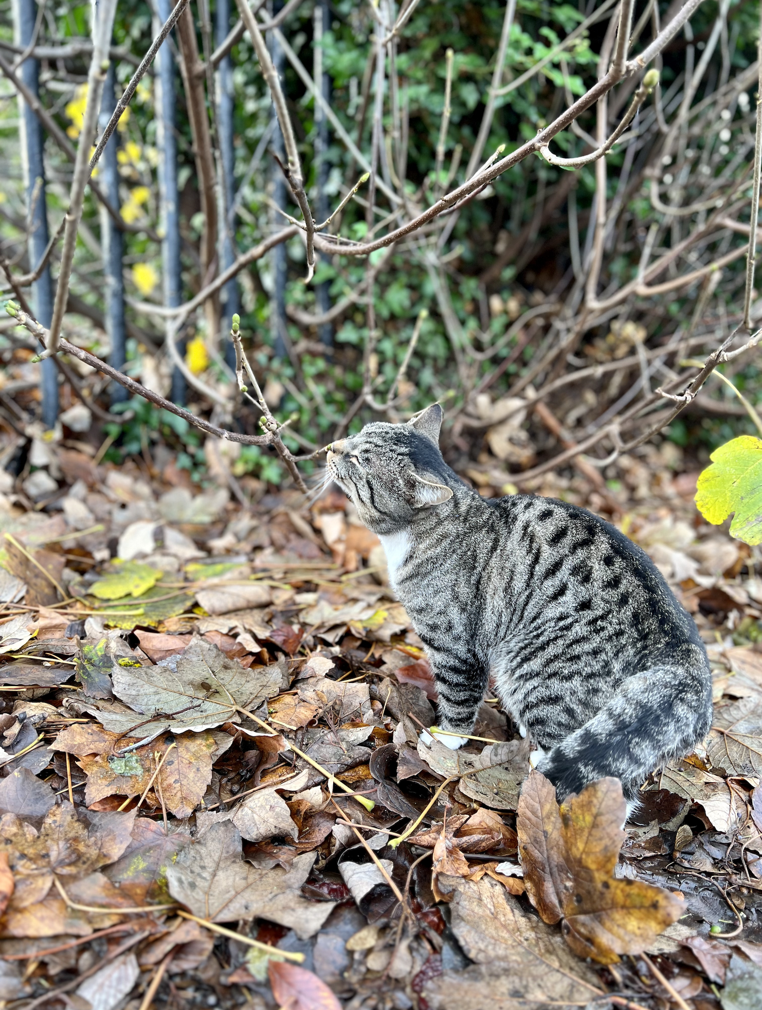 Lessons in happiness from a cat.