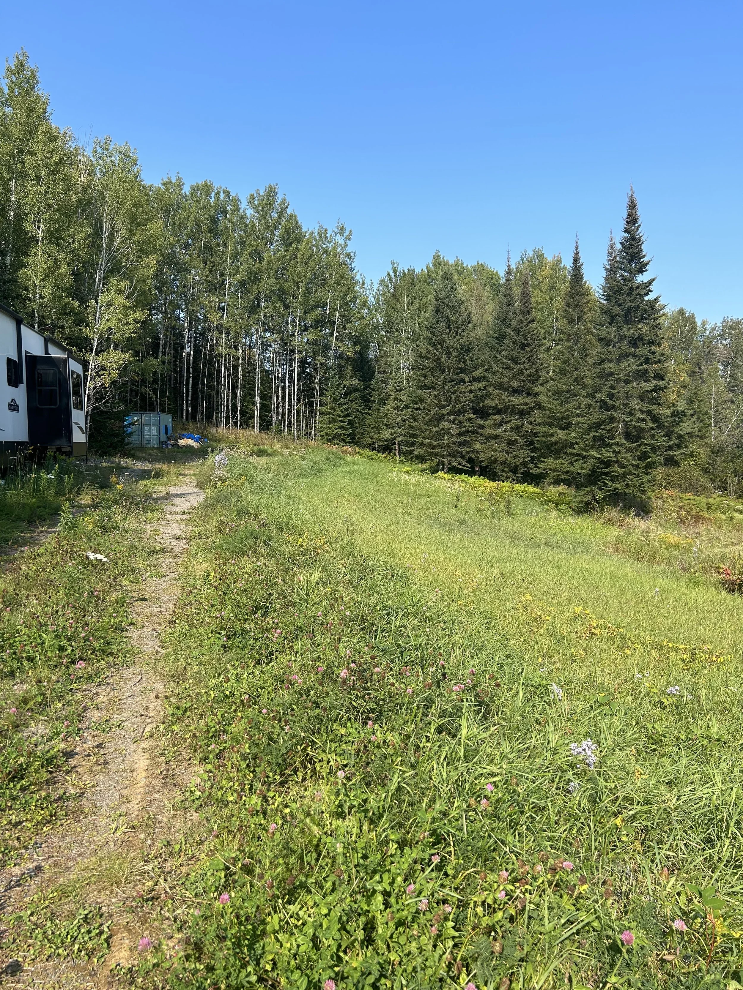 Backyard before lawn care