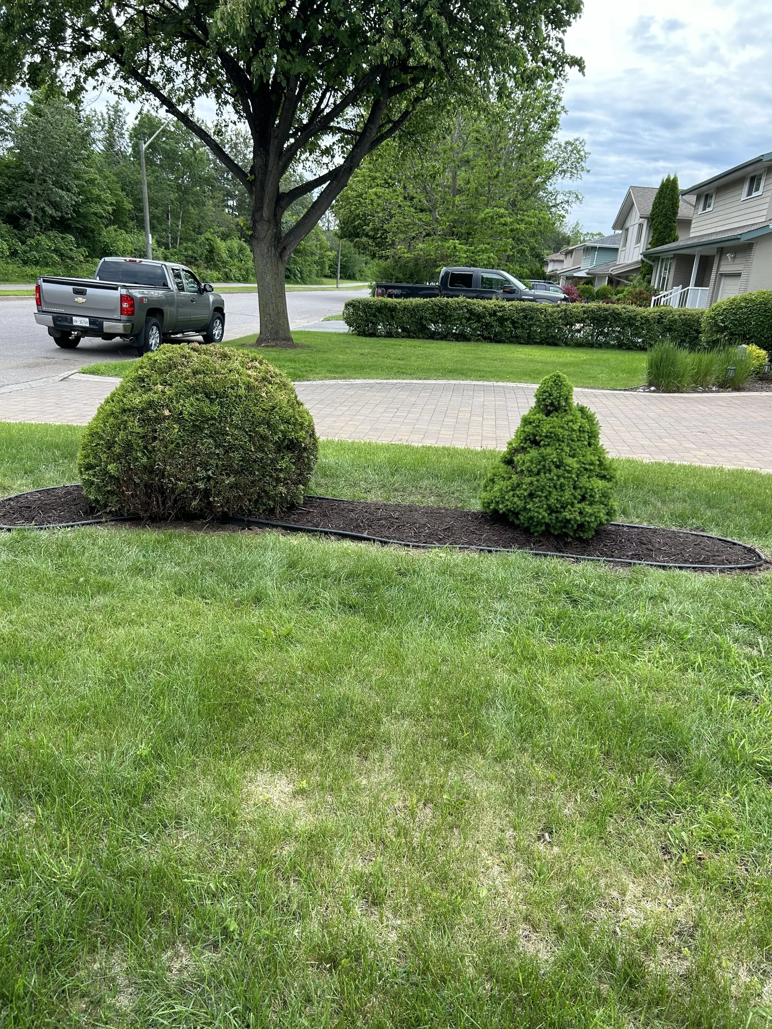 Clean shrub and tree