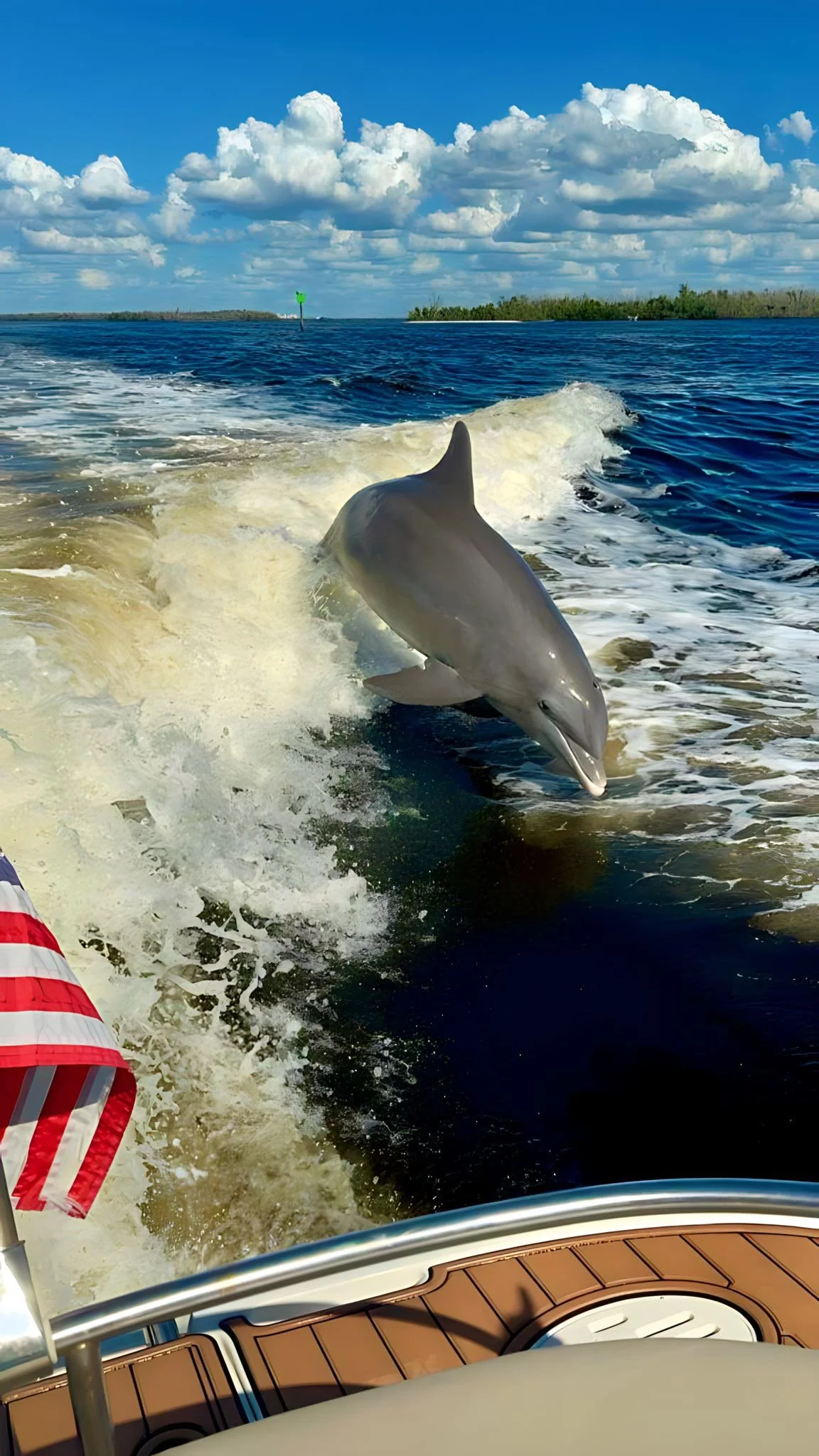 Cape Coral Dolphin Tours