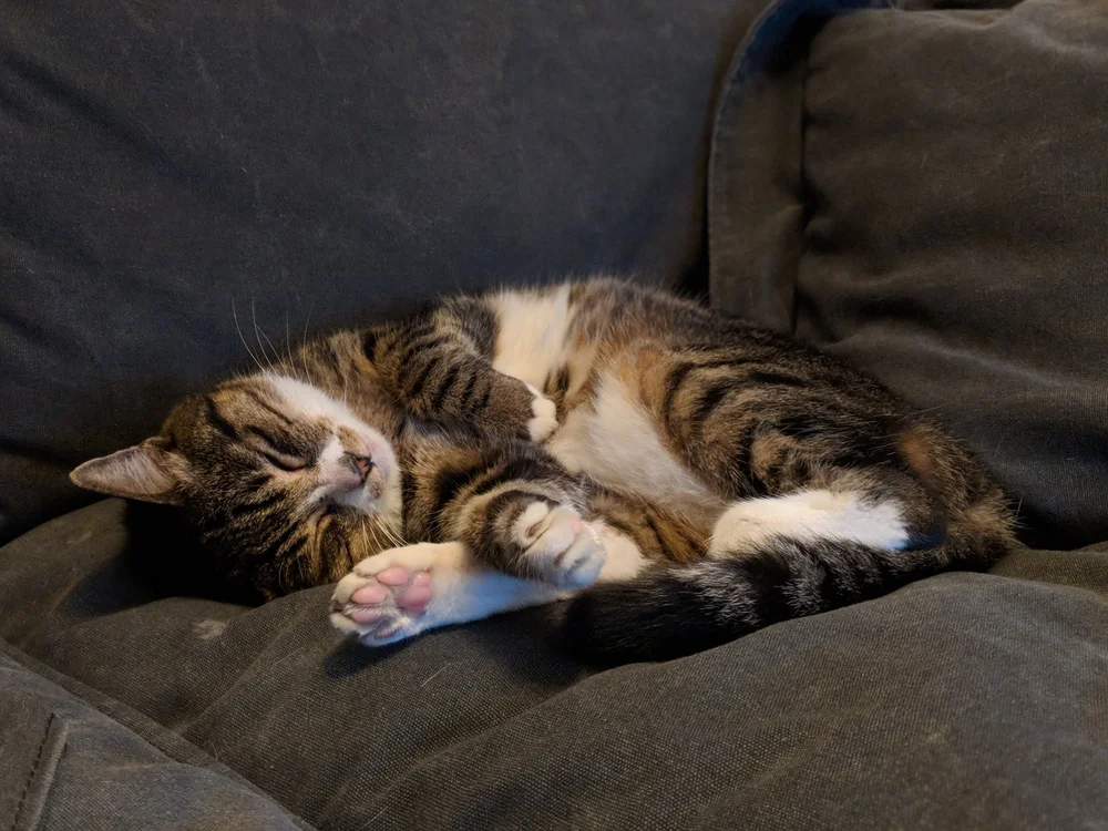 Jyn B on her favourite sofa (Copy)