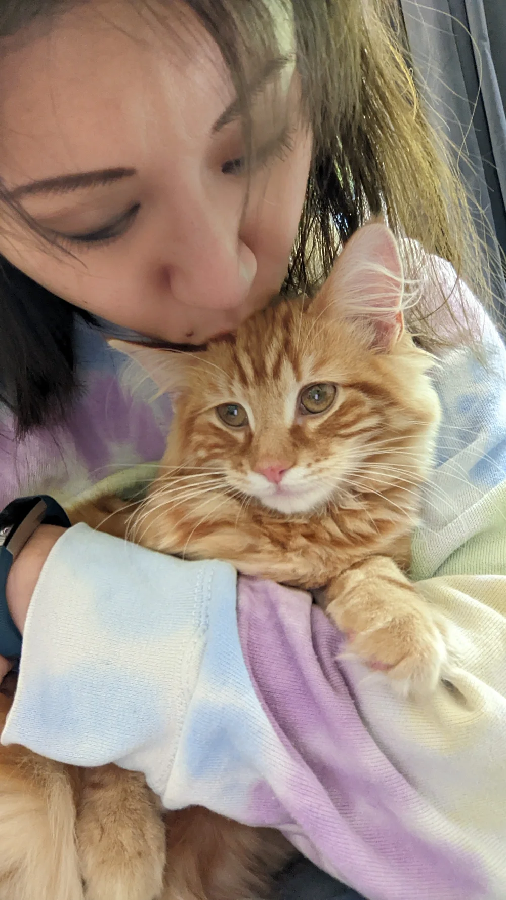 My first cat client - Maple Boy