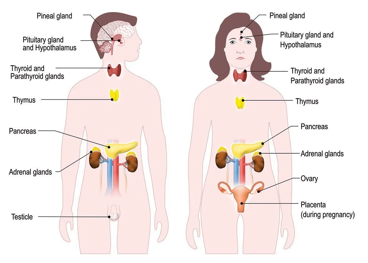 Hormone Replacement Therapy in Angier, NC: Transform Your Health and Vitality Today