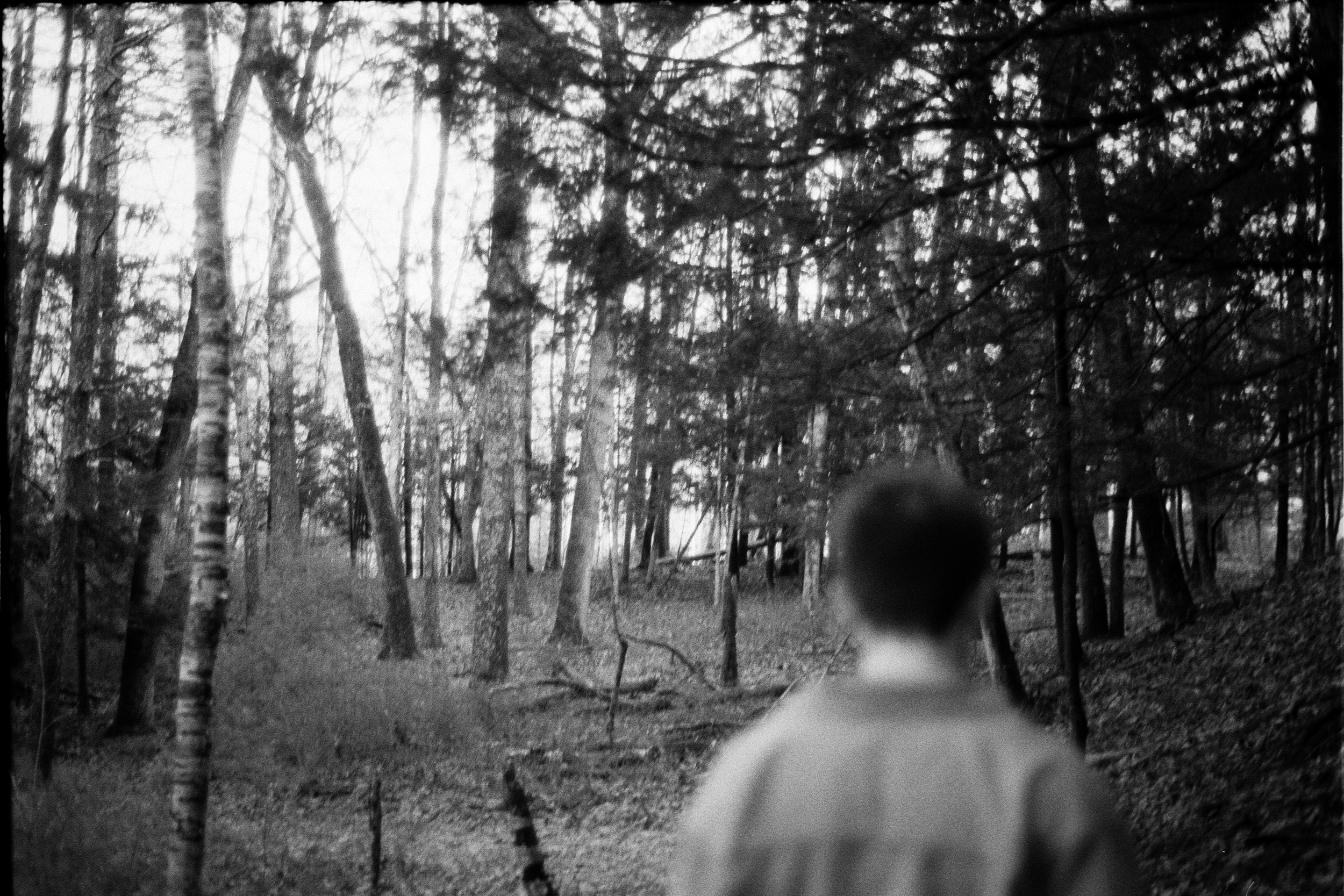 forest walk.png