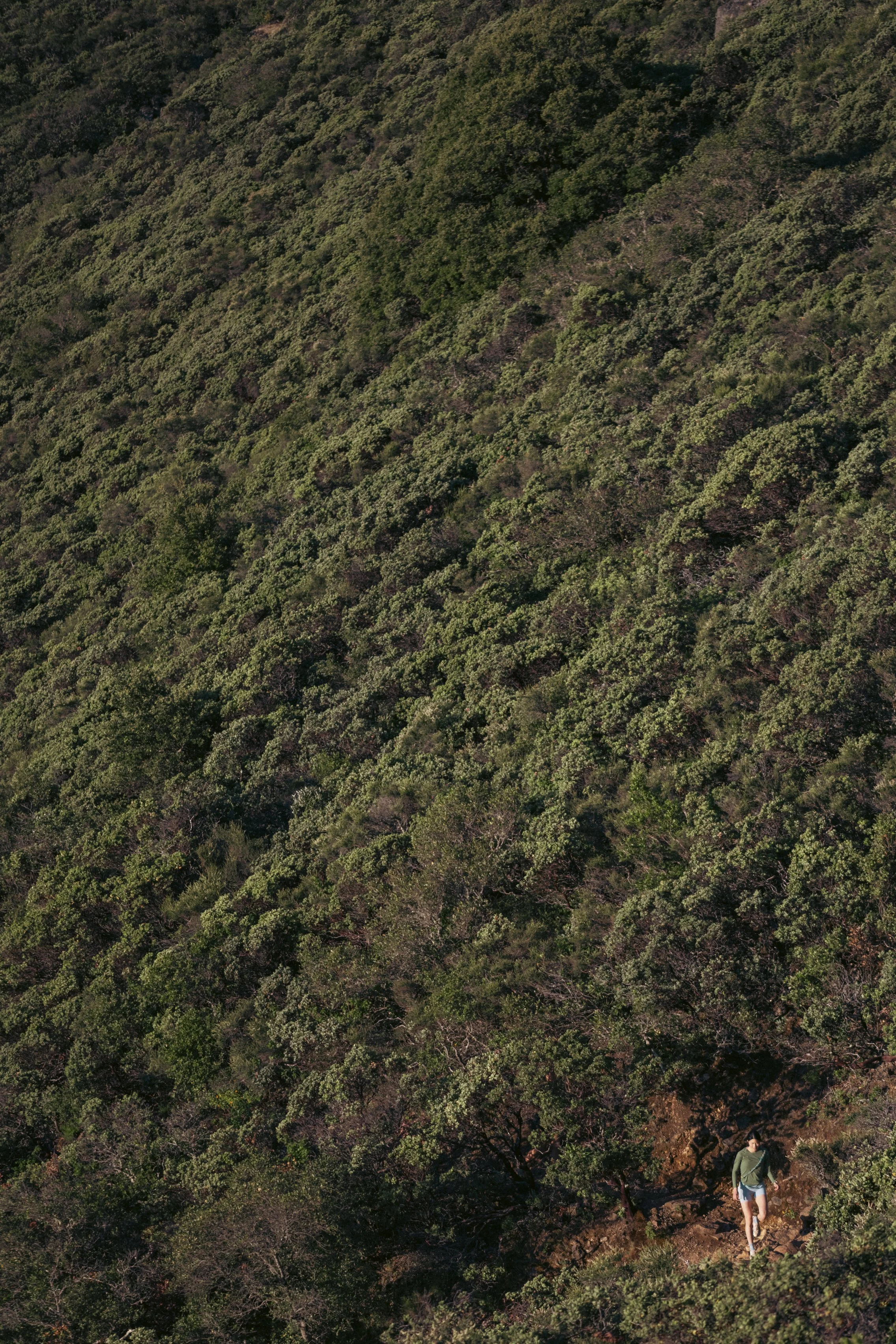 tam_sfrc_may_13_26_30.jpg