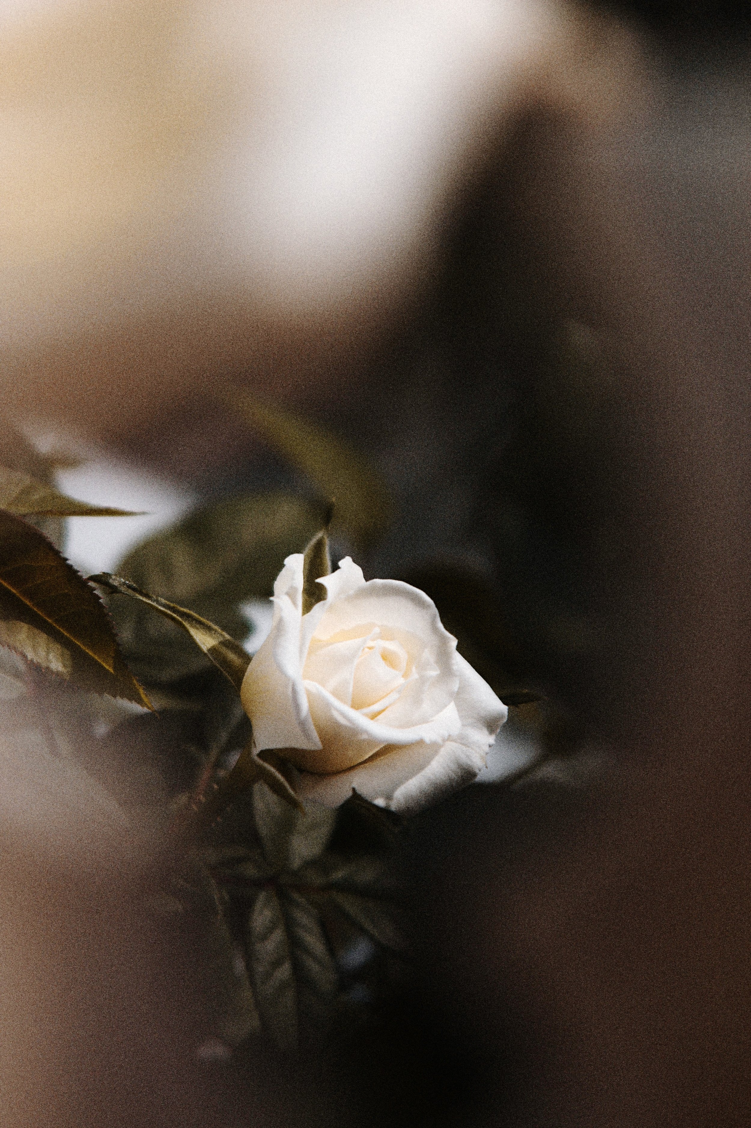 image1 (1).jpeg