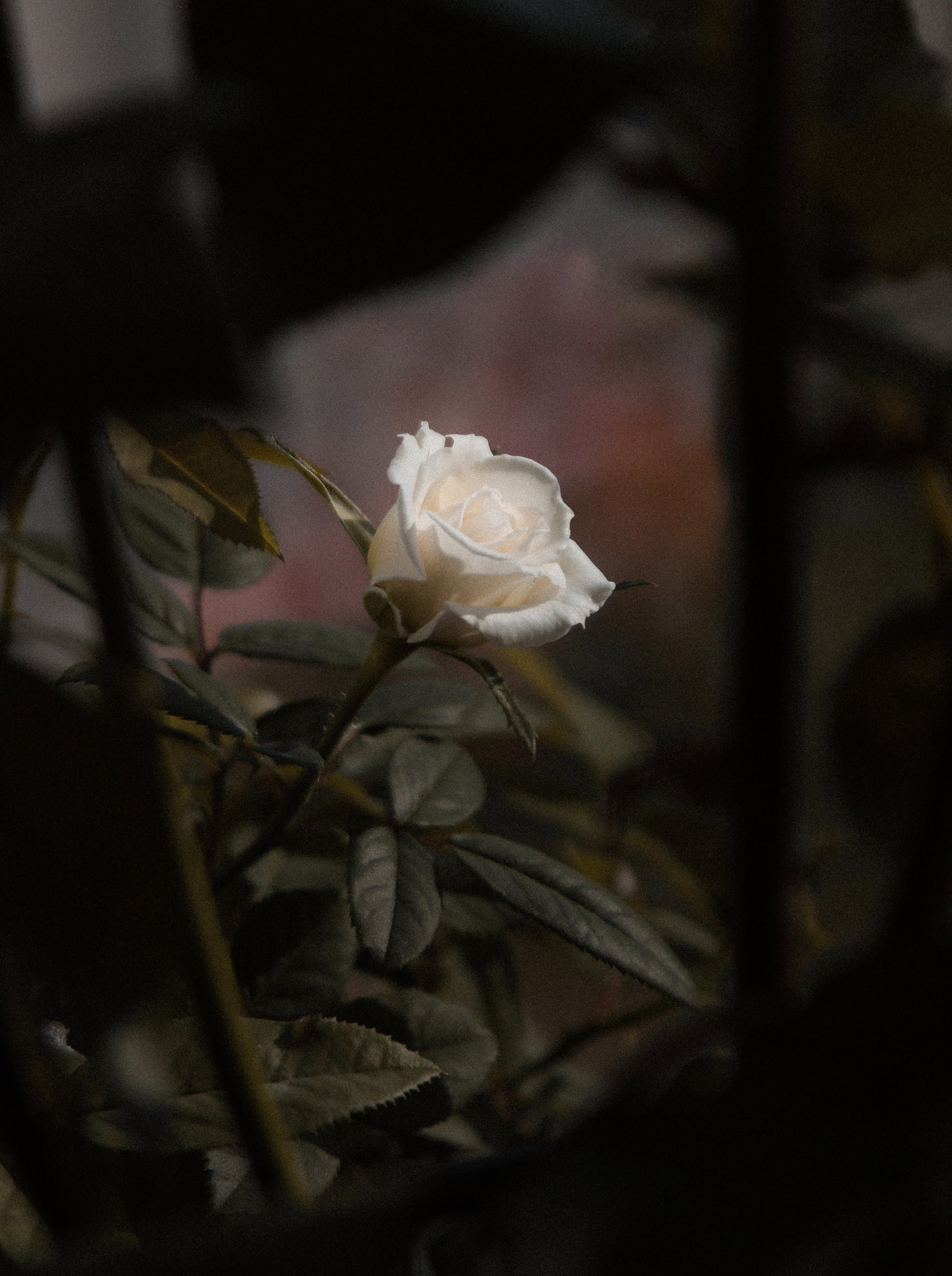 image2.jpeg