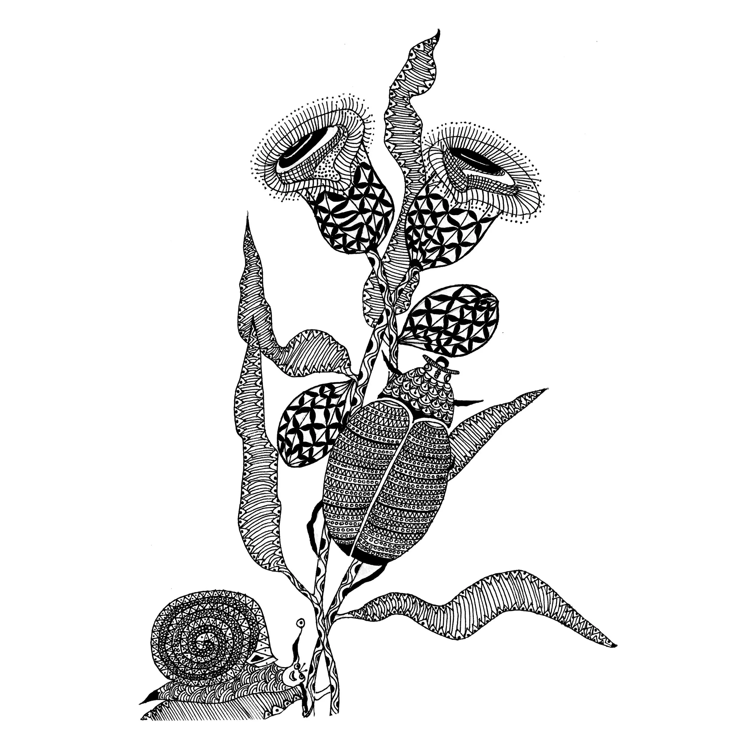 Insect with Snail.jpg