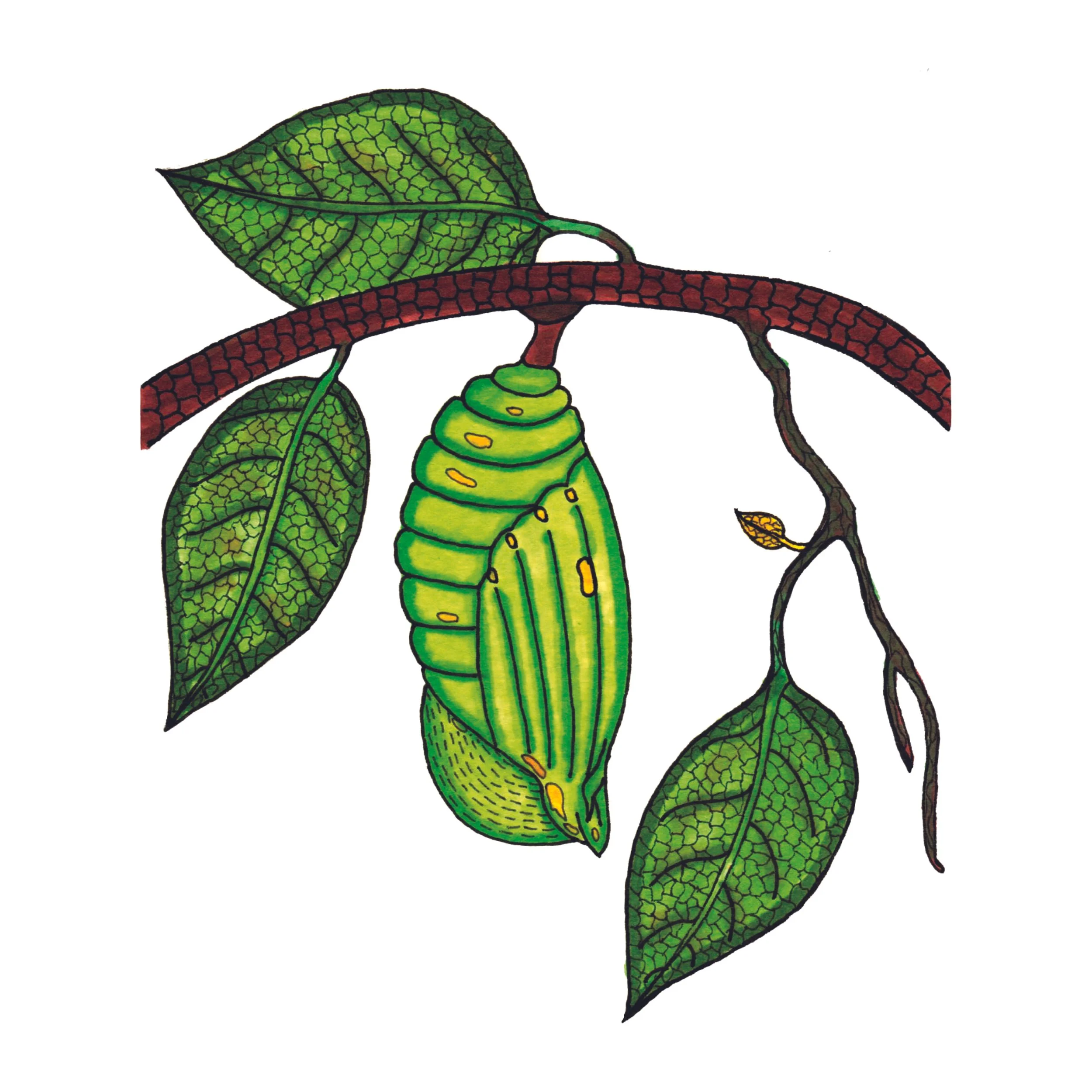 Branch 3.jpg