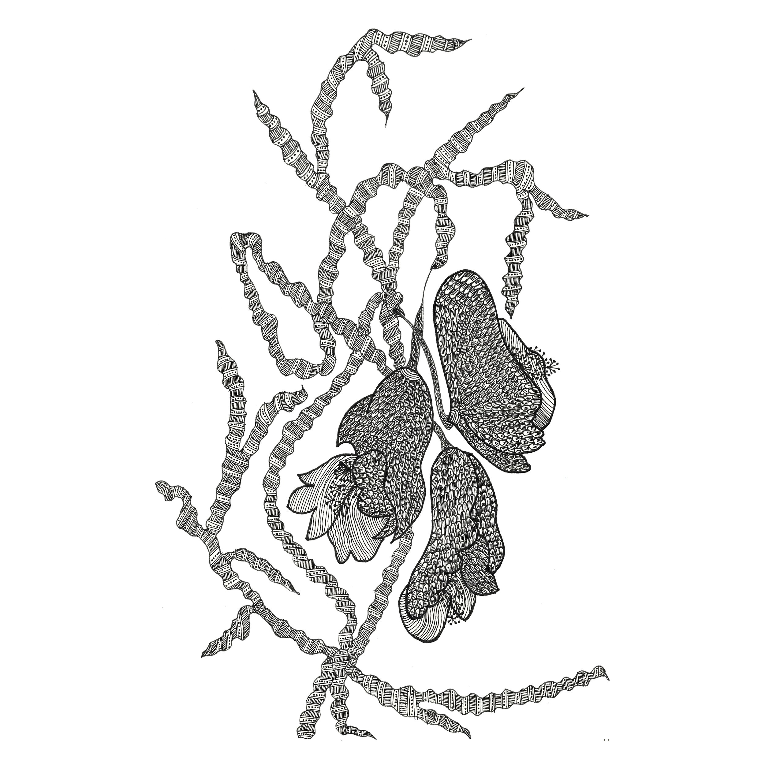 Kaumudini flowers.jpg