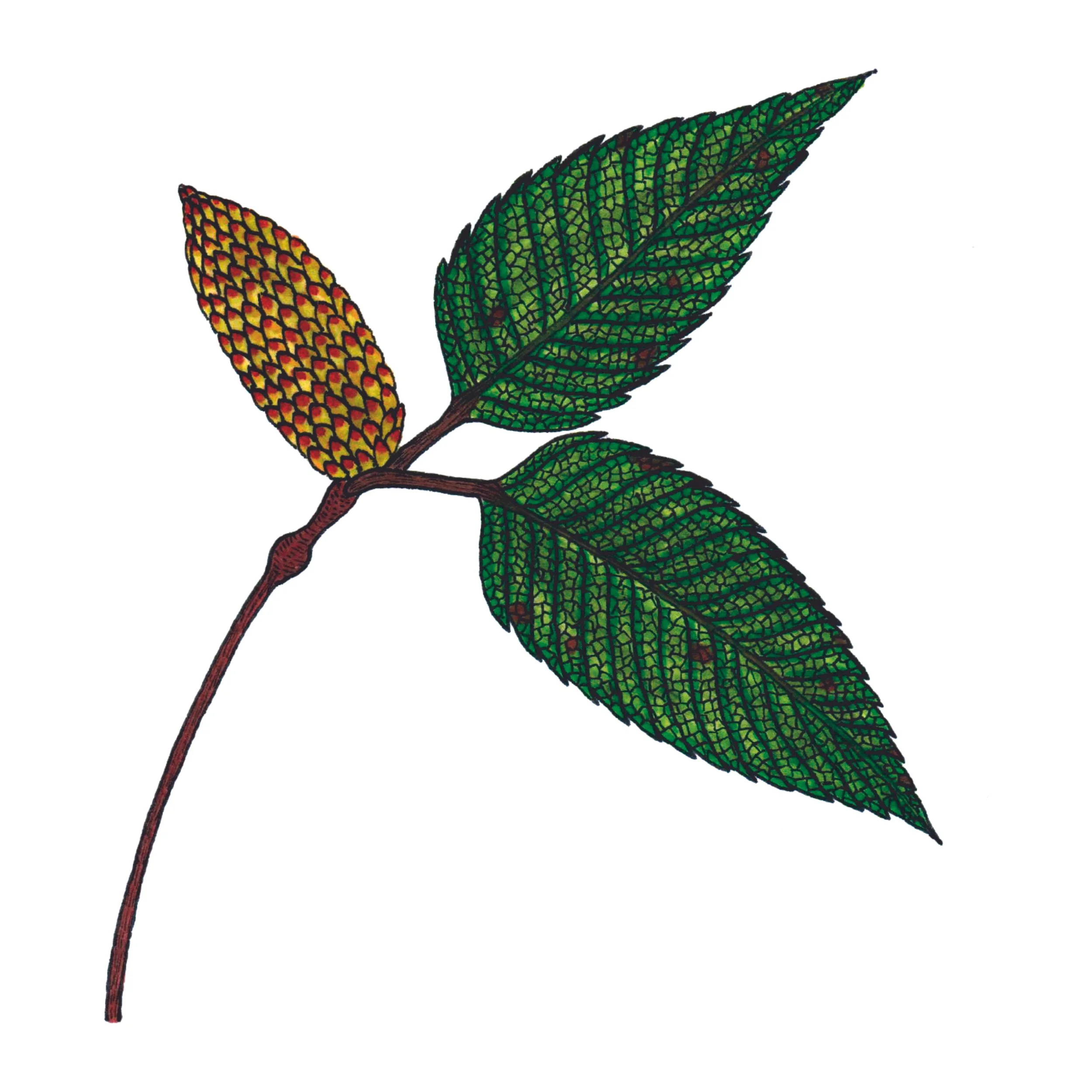 Branch 1.jpg